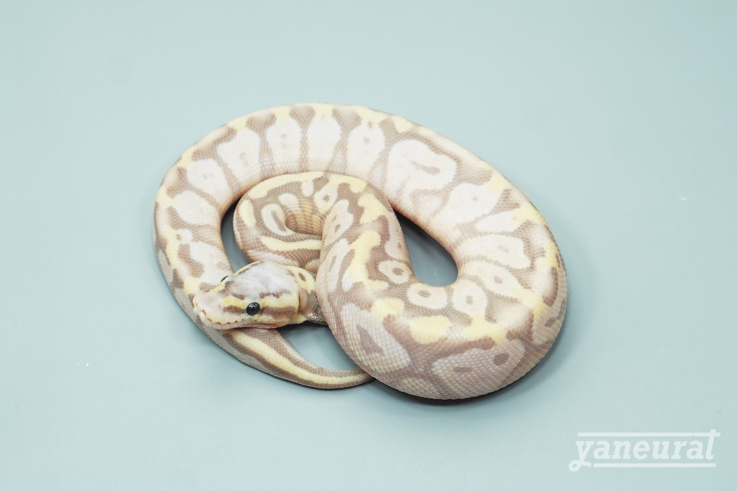 【s13621】ボールパイソン パステルバナナpossHRA 01