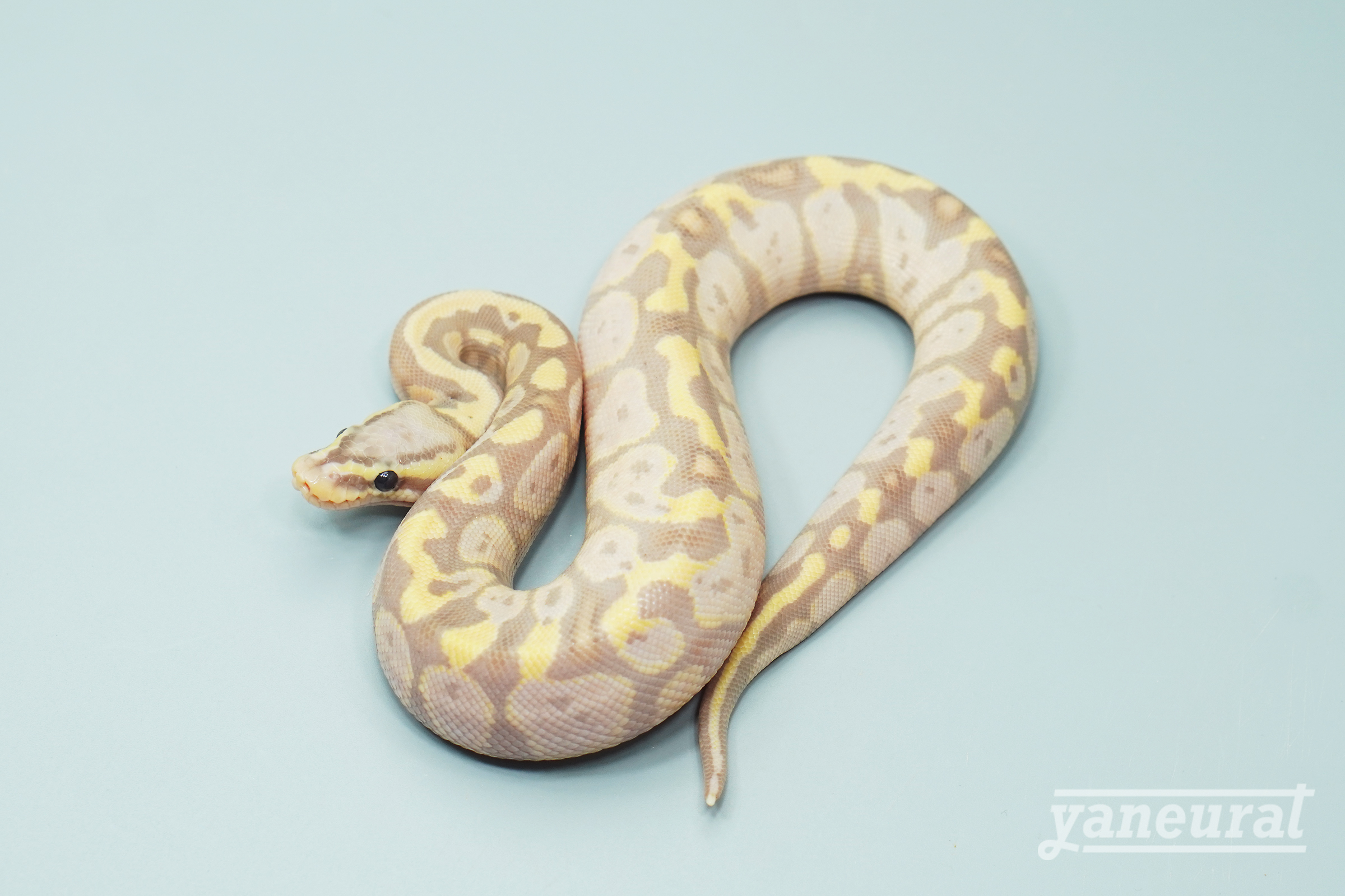 【s13631】ボールパイソン パステルバナナpossHRA 01