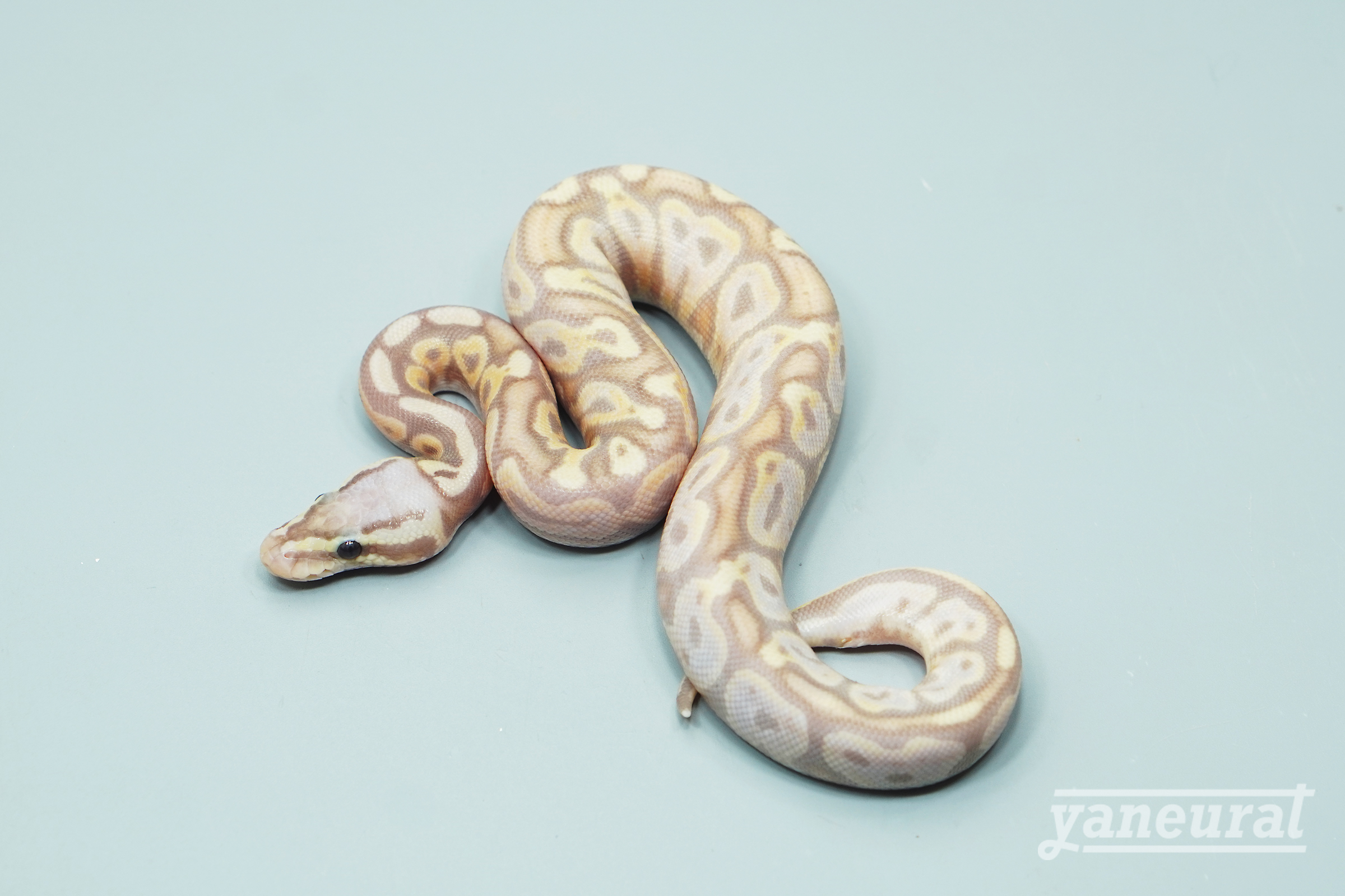 【s13641】ボールパイソン パステルバナナpossHRA 01