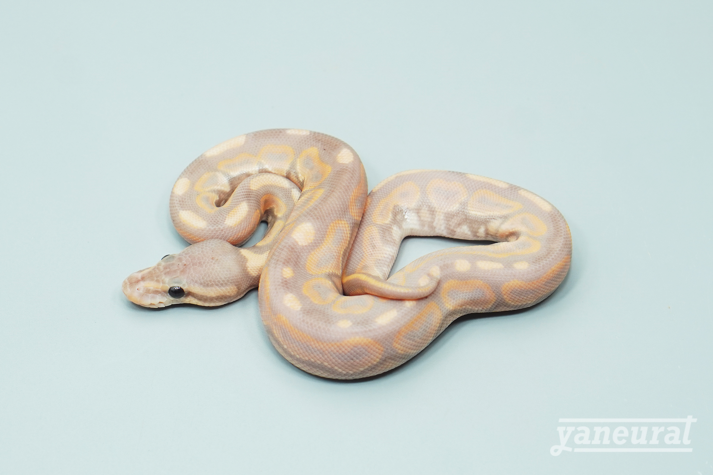 【s13651】ボールパイソン バナナブラックパステル 01