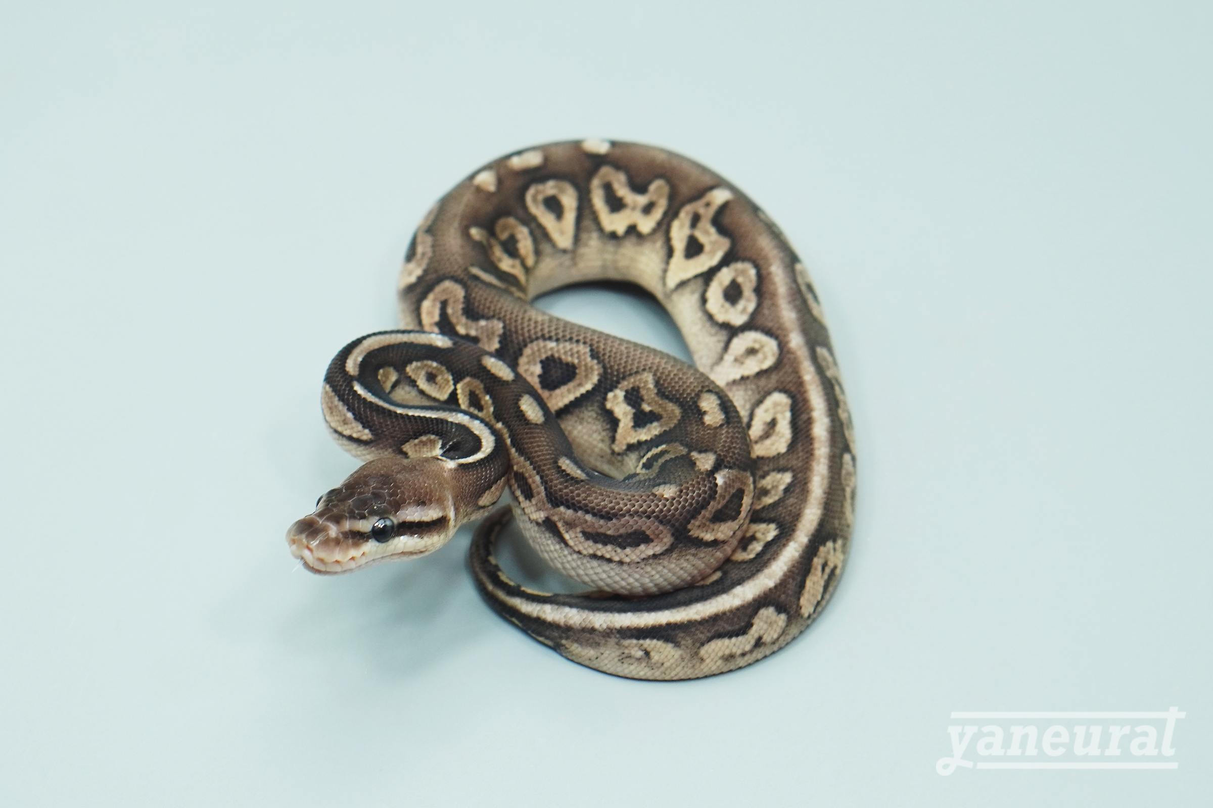 【s13662】ボールパイソン ブラックピューター 01