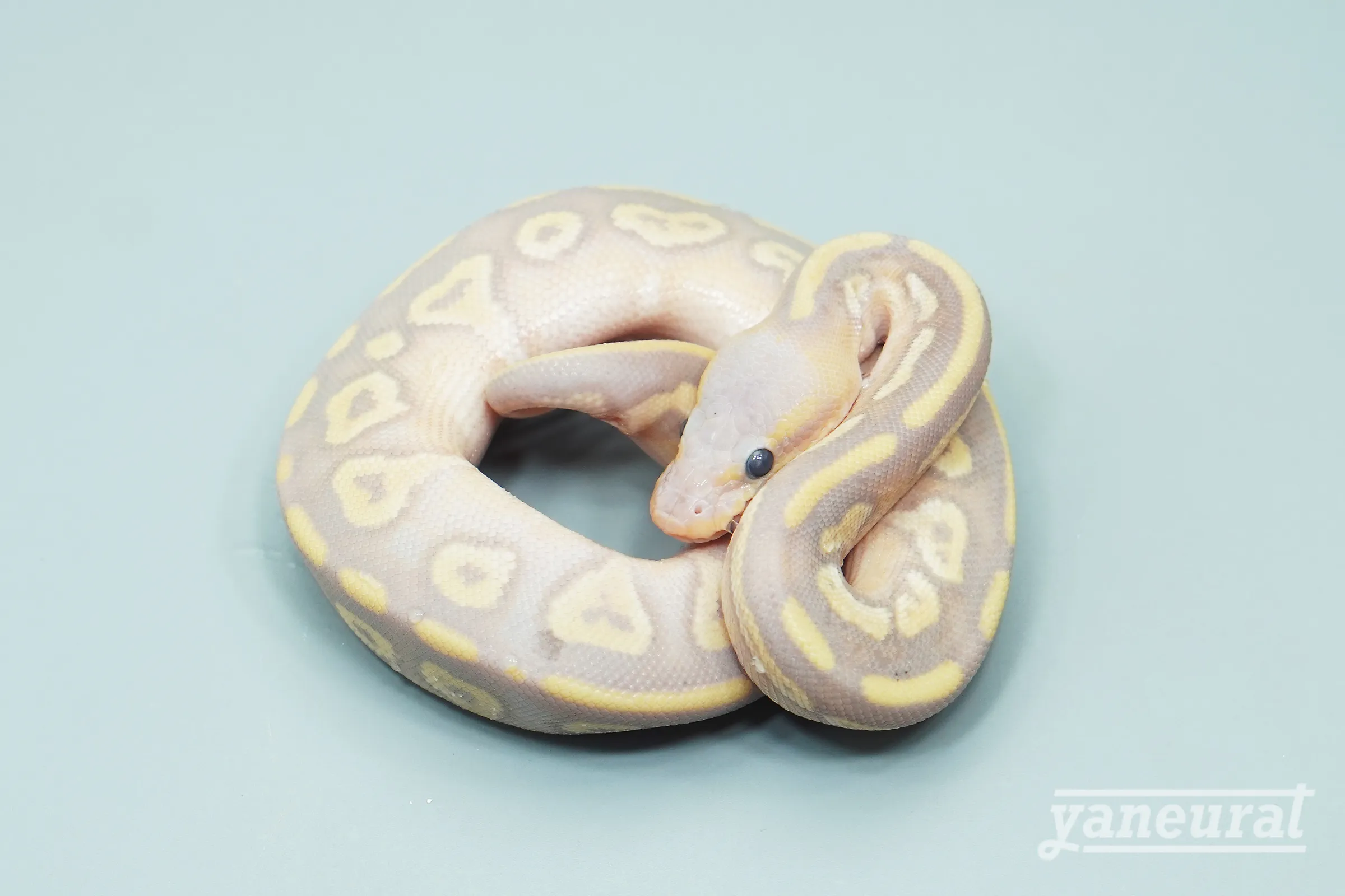 【s13671】ボールパイソン バナナブラックポーション 01