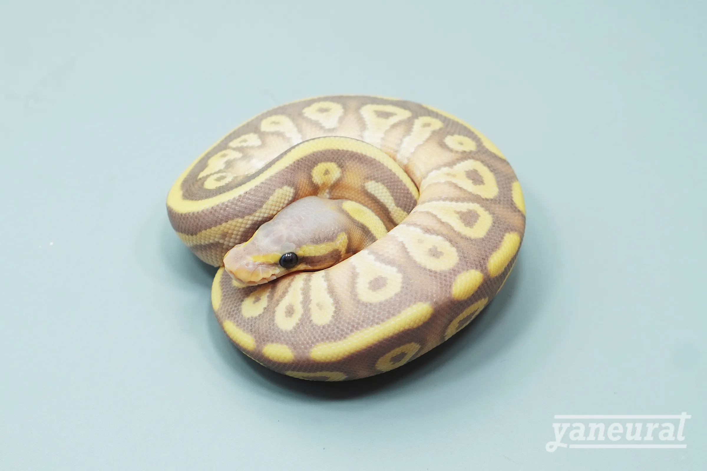 【s13681】ボールパイソン バナナモハベ 01