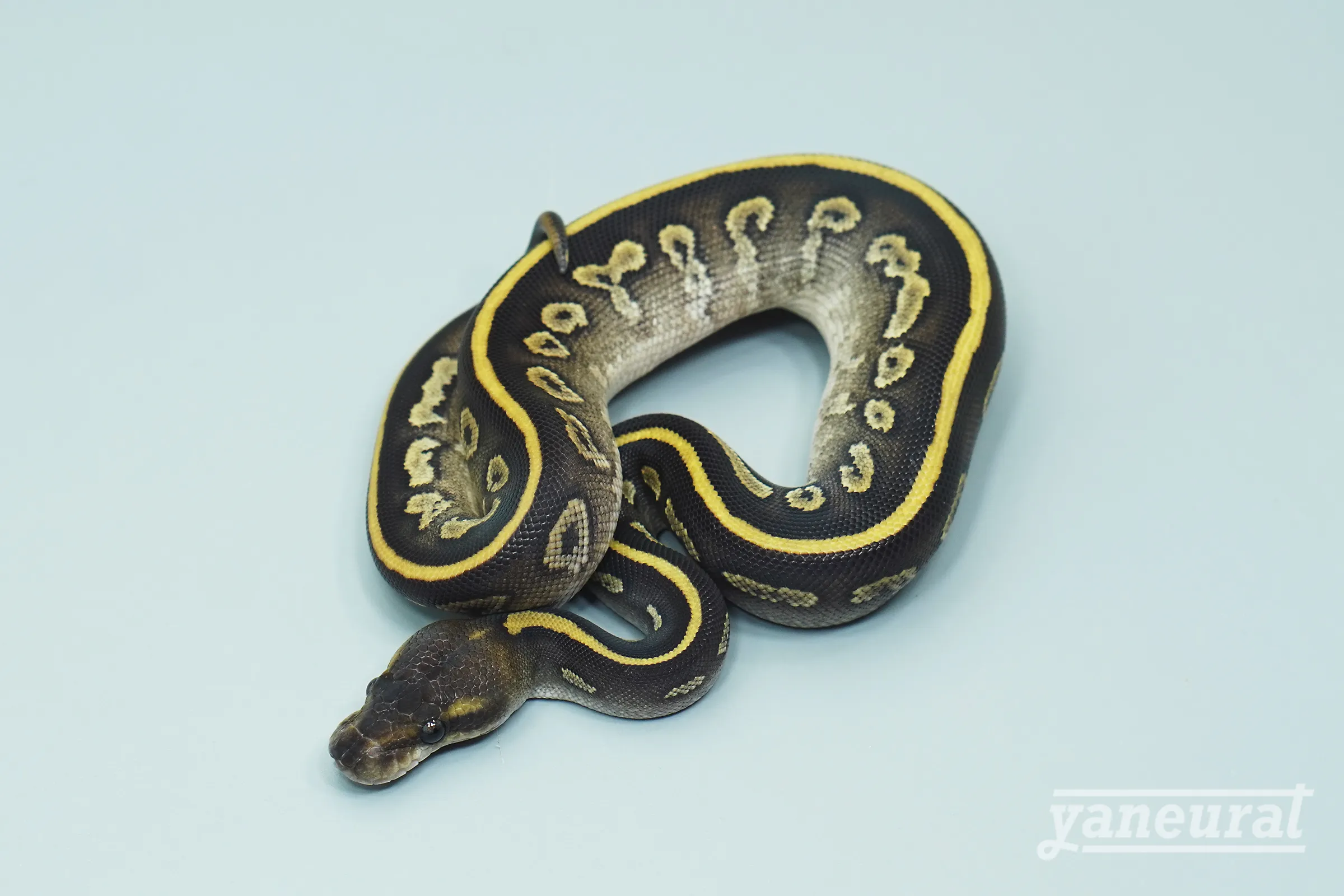 【s13692】ボールパイソン ブラックポーション 01