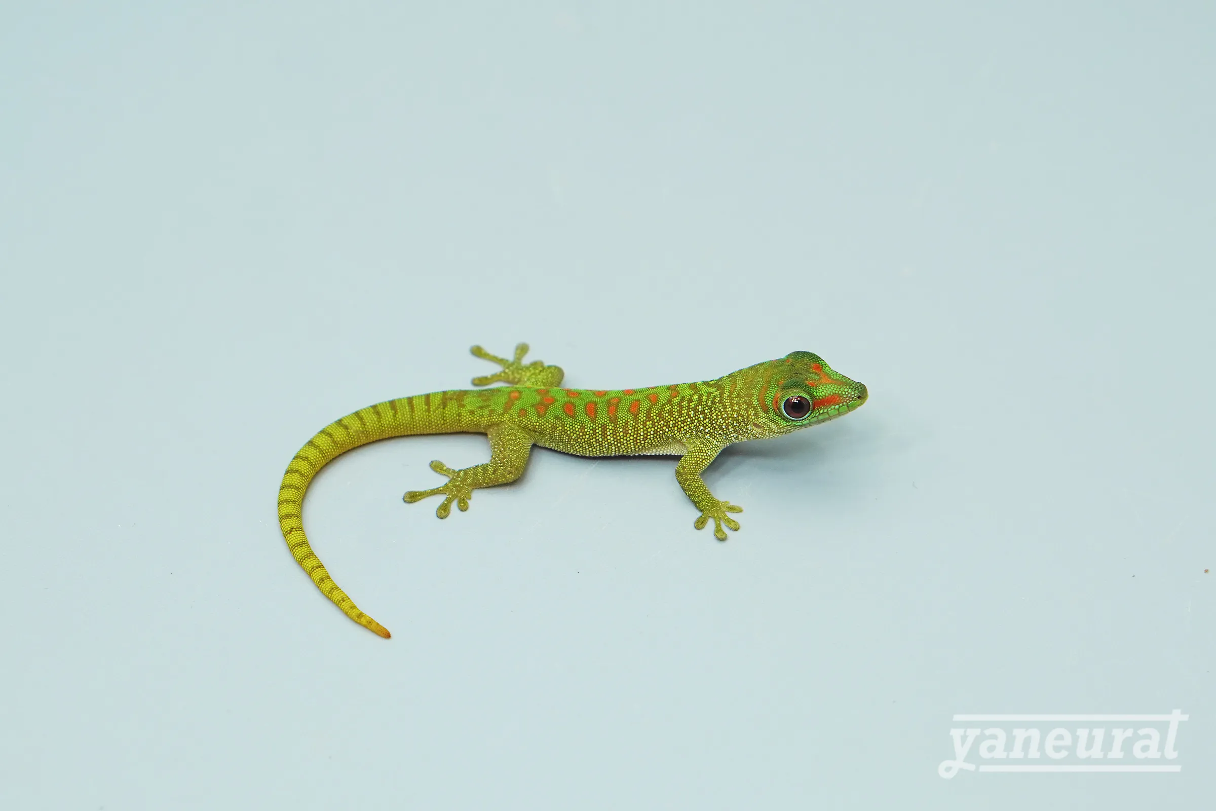 【g04380】グランディスヒルヤモリ 01