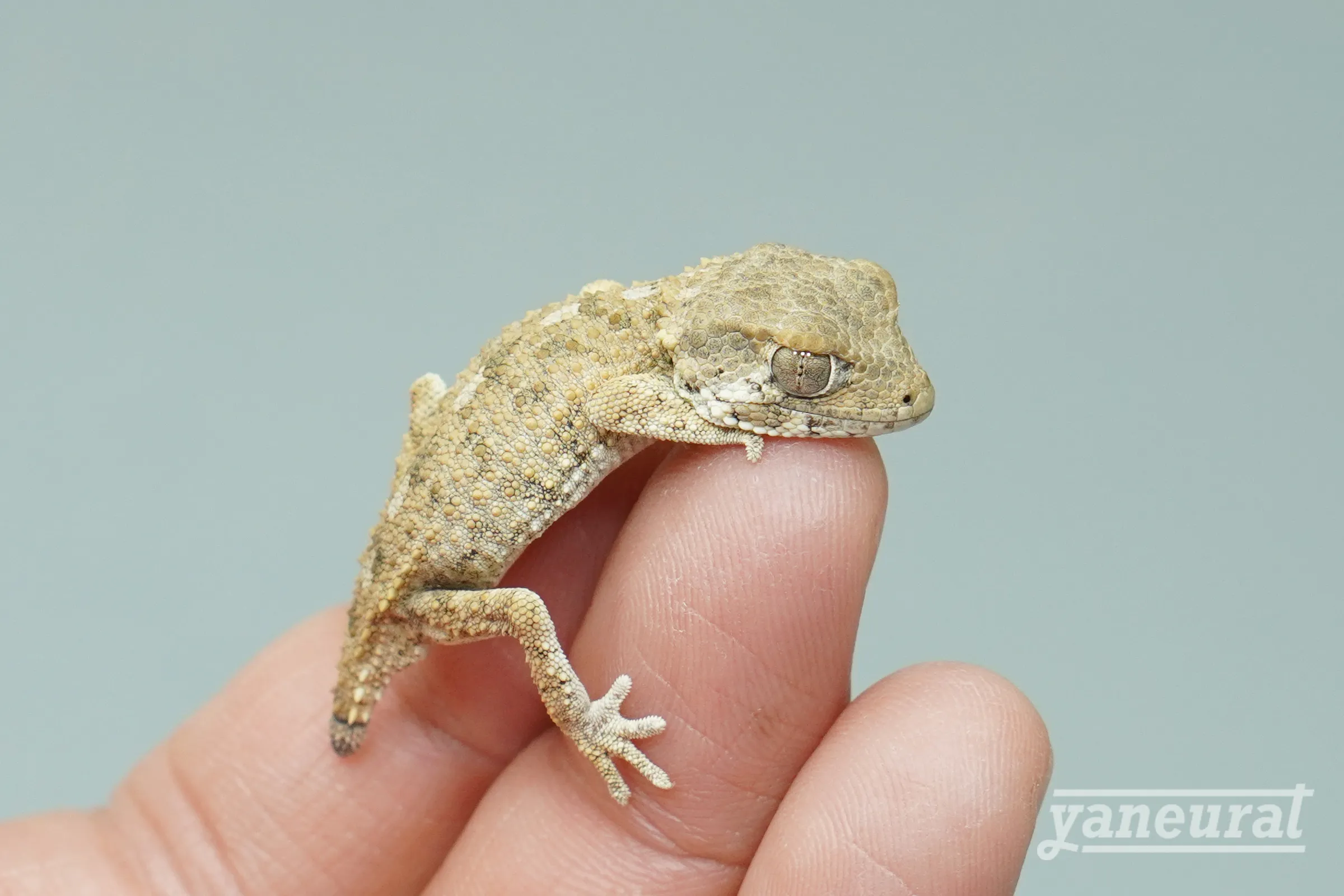 【g04411】ヘルメットゲッコー 02