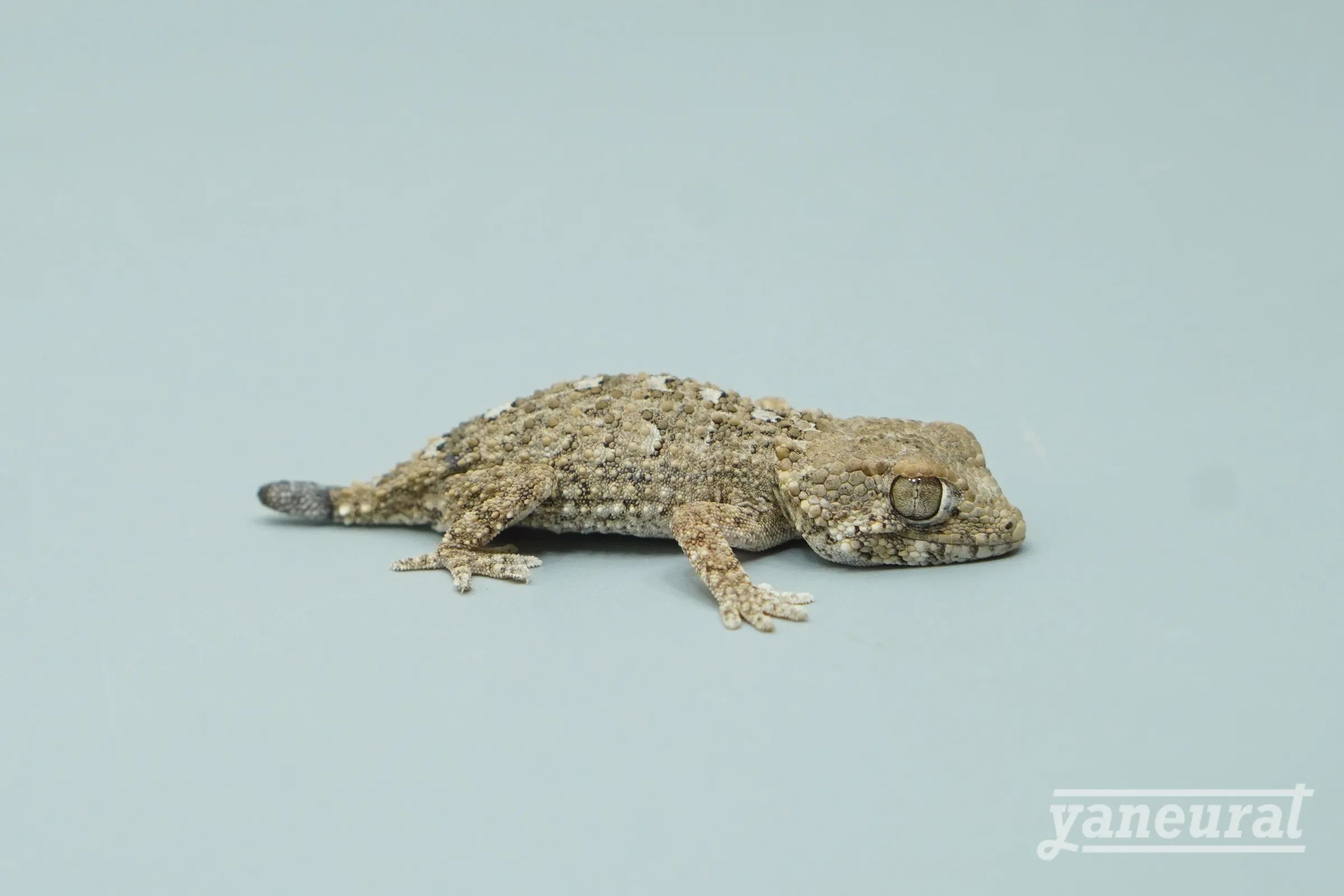 【g04422】ヘルメットゲッコー 01