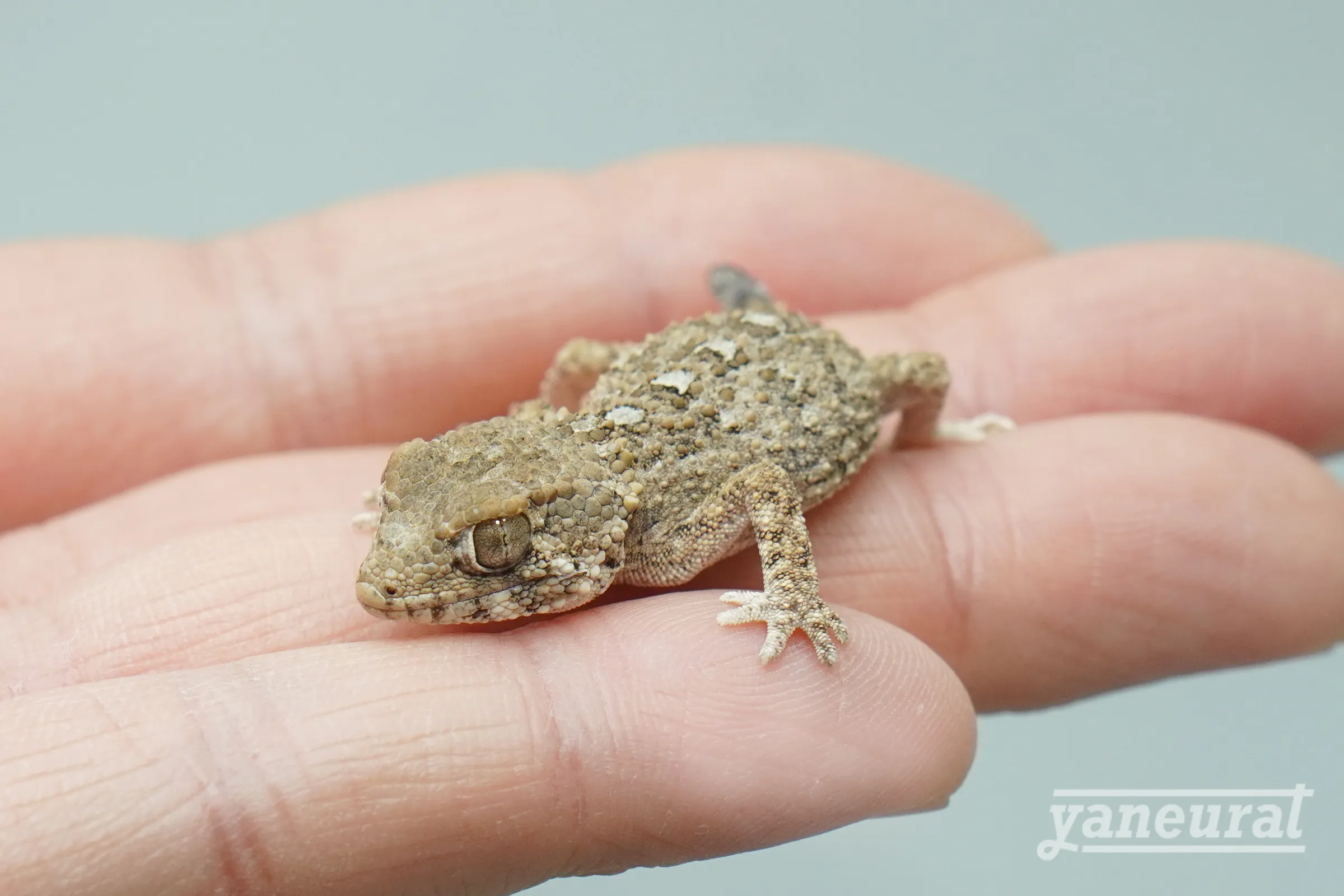 【g04422】ヘルメットゲッコー 02