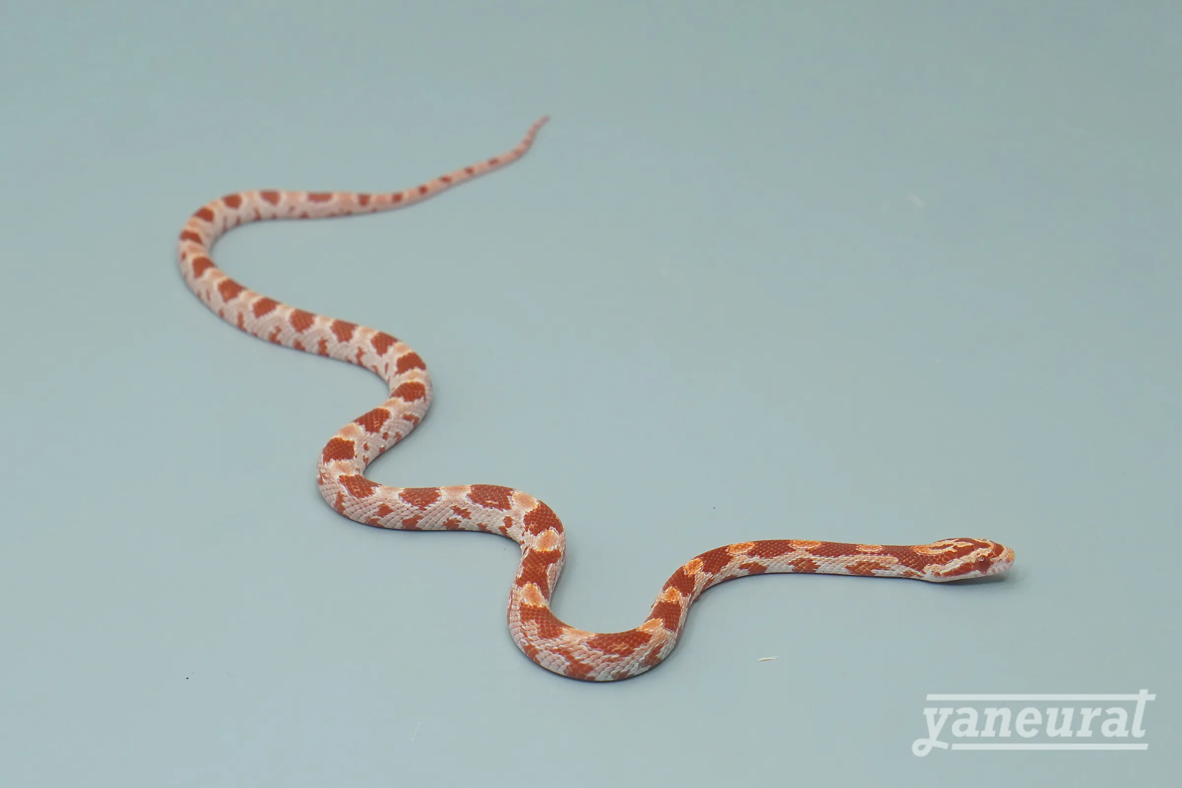 【s12032】コーンスネーク アメラニ phetアネリ、カスターニエ（ブラッドレッドライン） 01