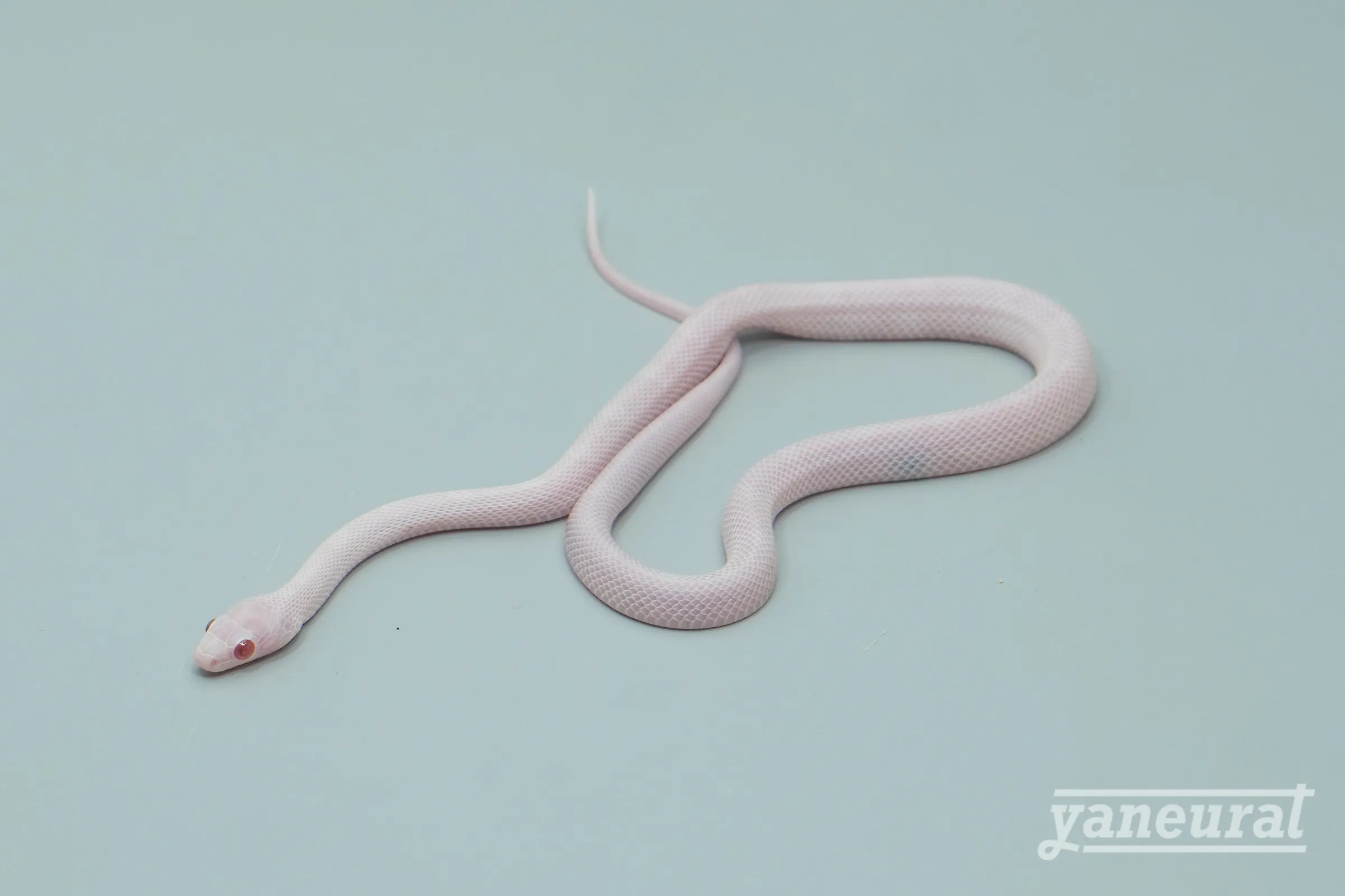 【s12302】コーンスネーク ブリザード 01