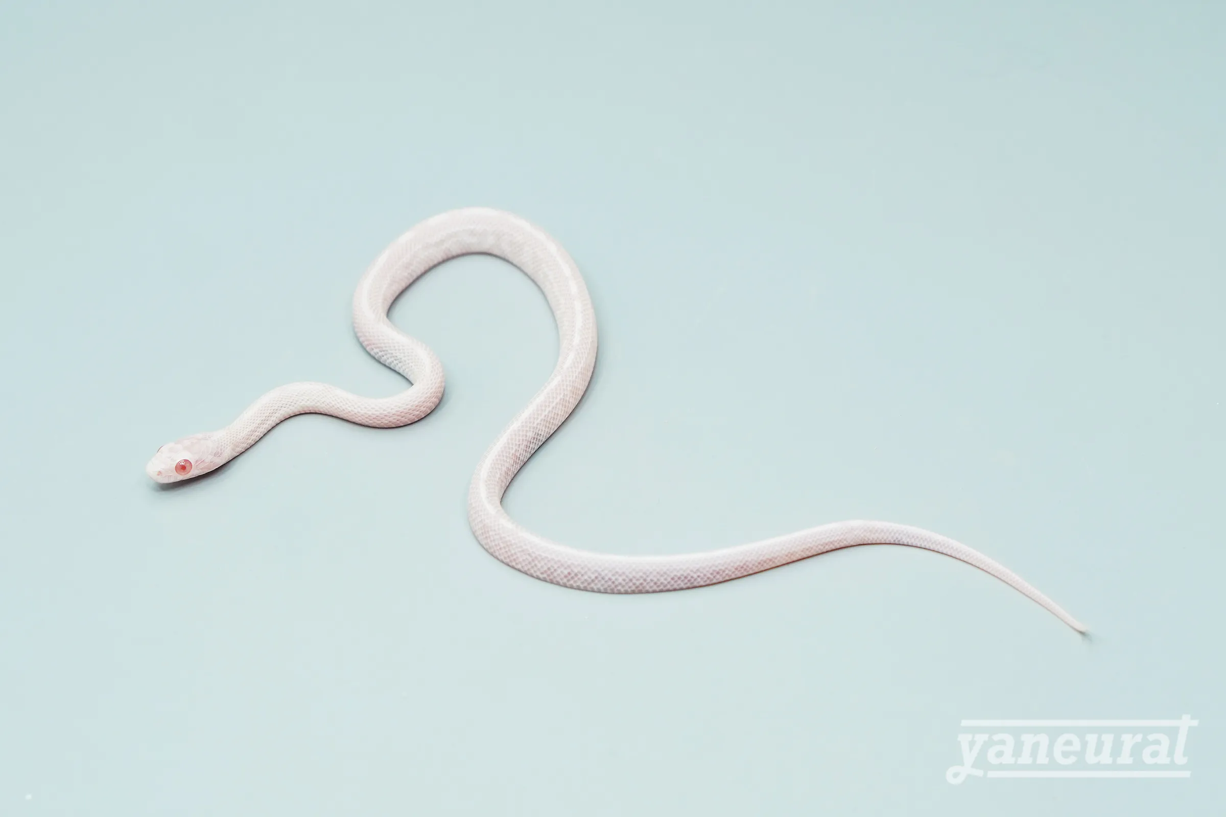 【s13701】コーンスネーク グレイシャーテッセラ hetアメラニ 01