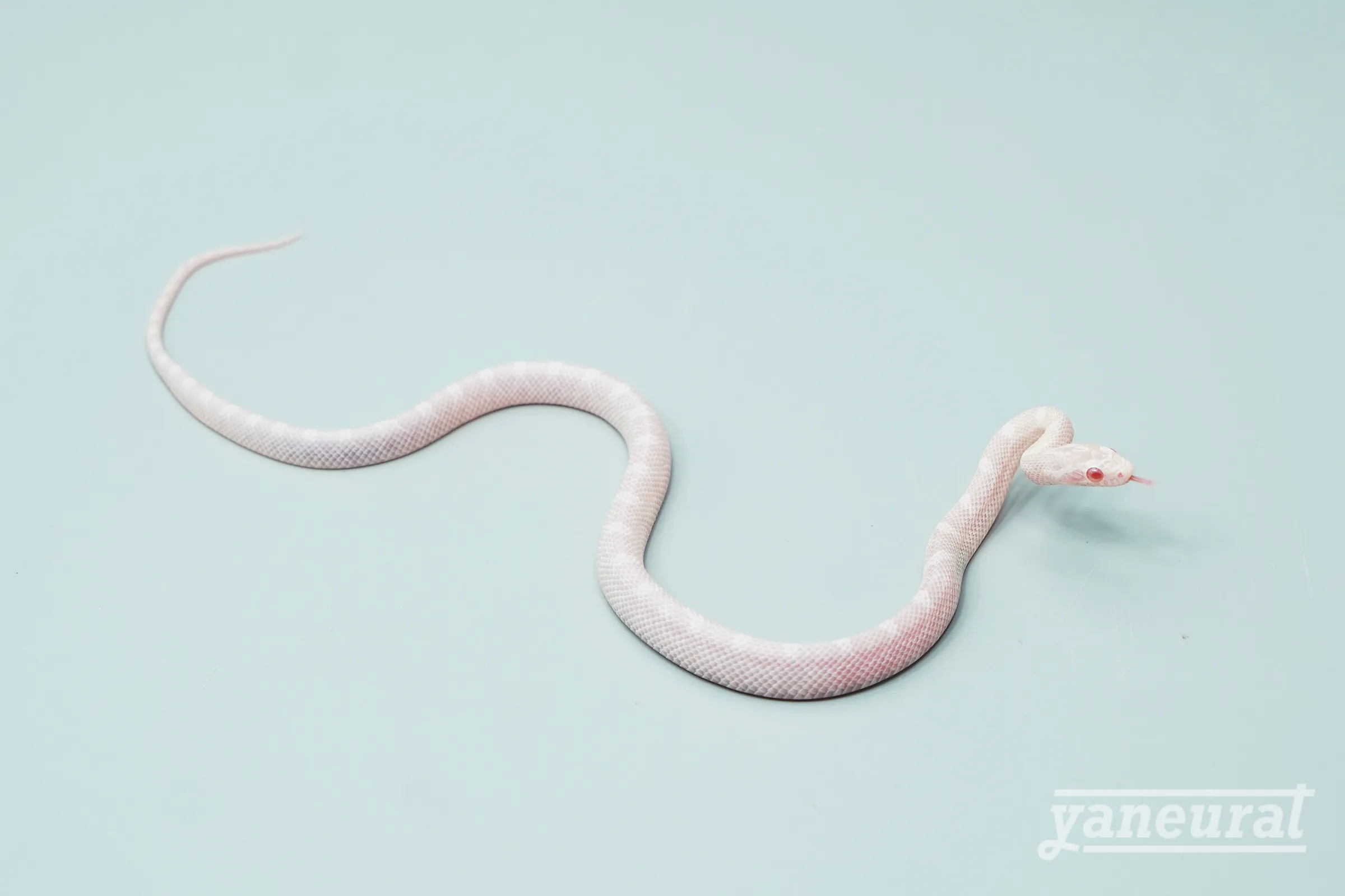 【s13711】コーンスネーク グレイシャー hetハイポ 01