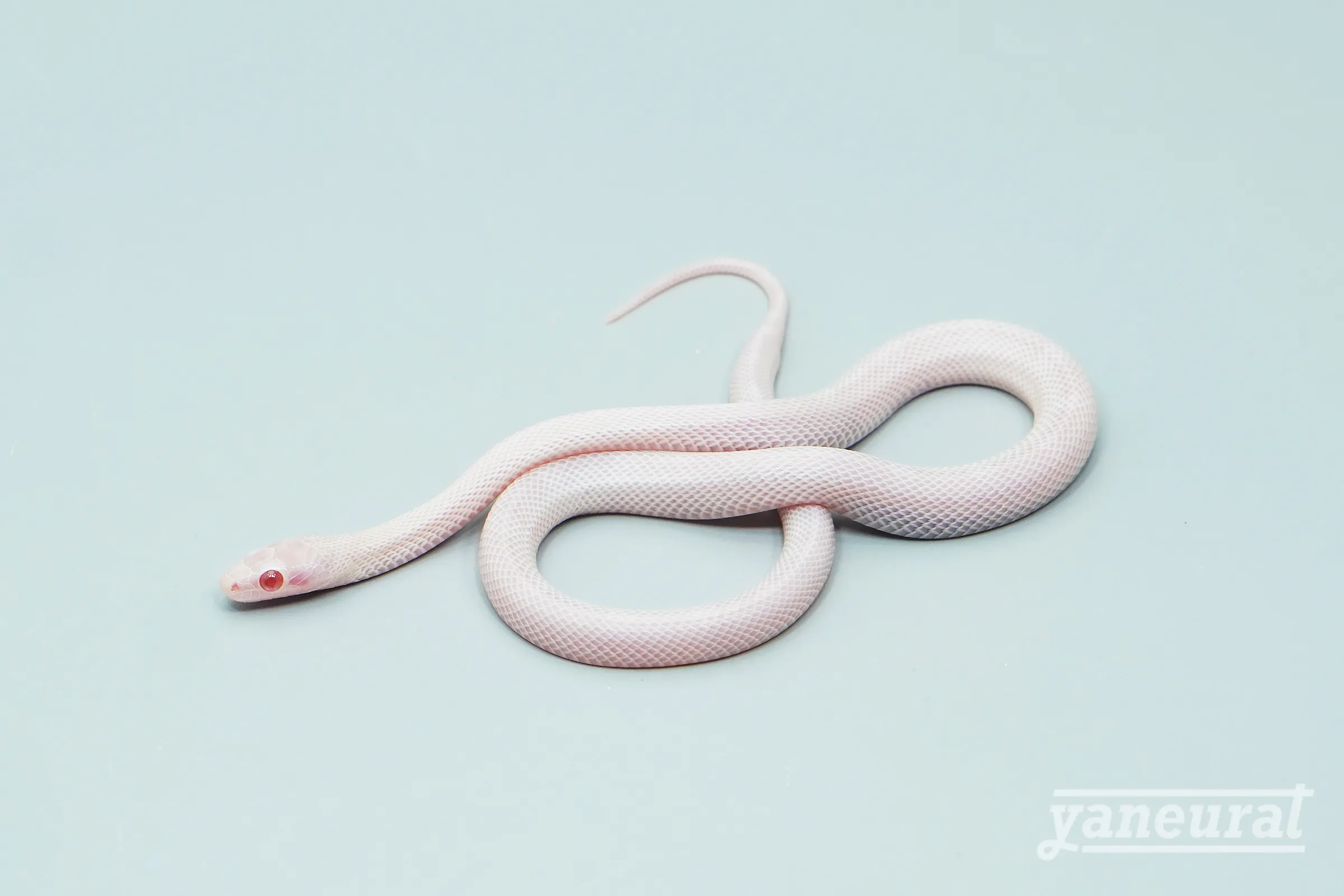 【s13732】コーンスネーク ホワイトアウト 01