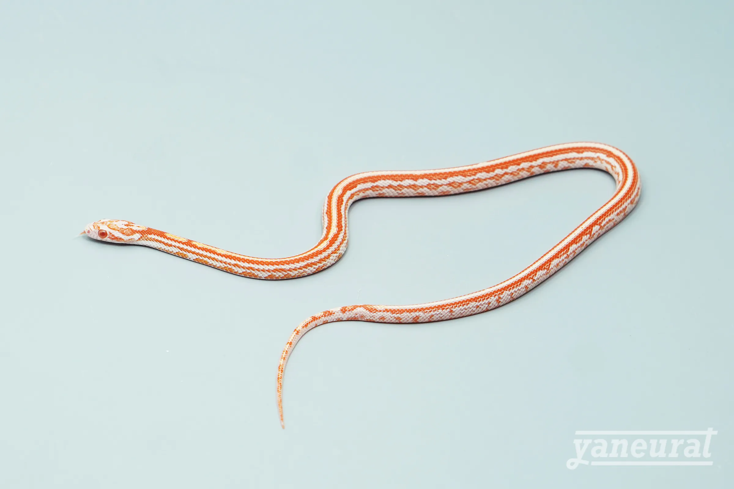 【s13741】コーンスネーク ラヴァメルテッセラ phet 66%アネリ 01