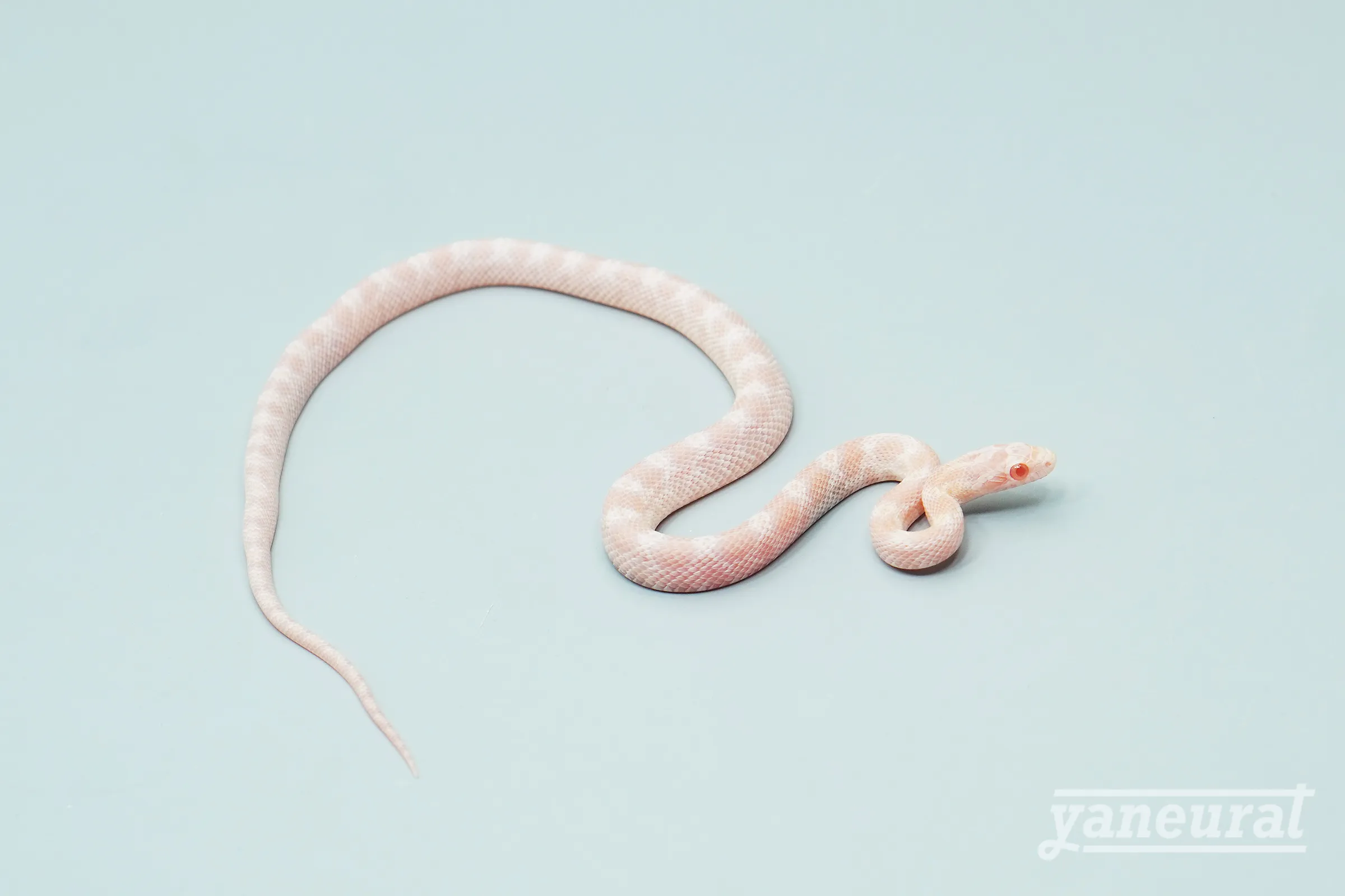 【s13751】コーンスネーク オパール hetハイポ phet 66%アネリ 01