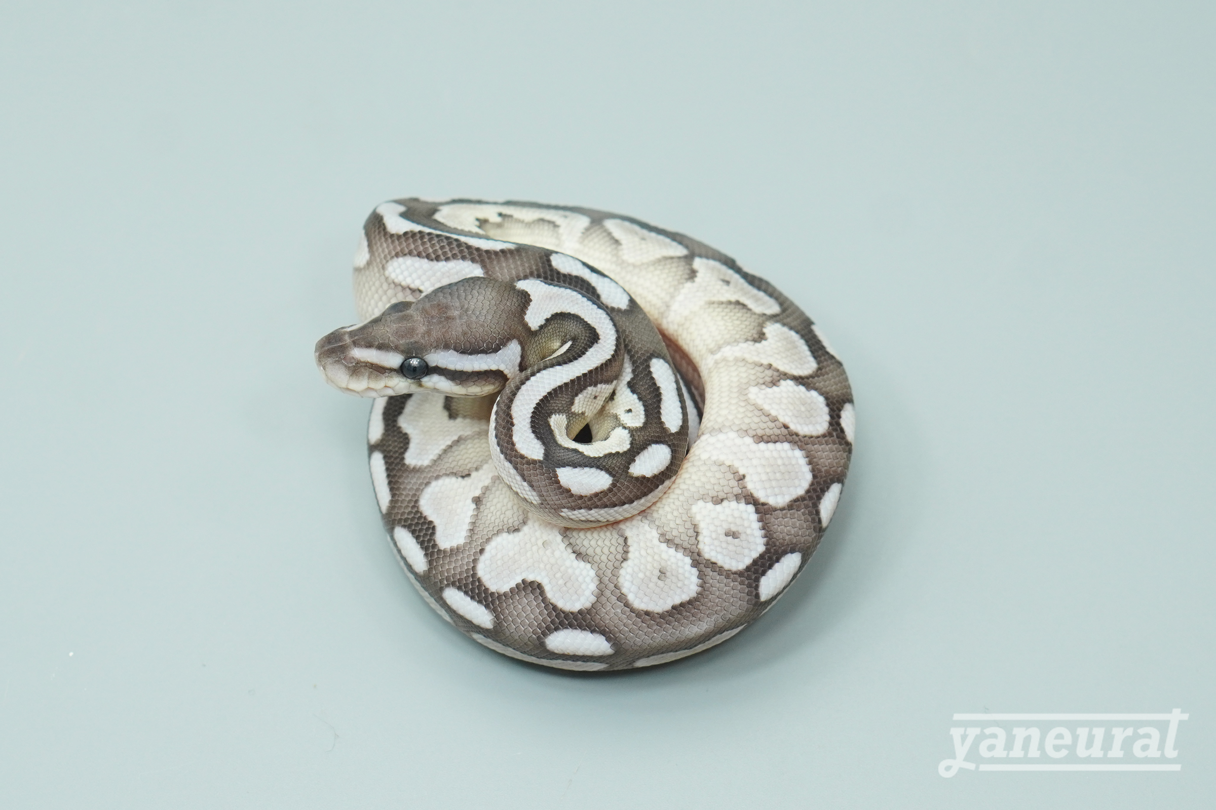 【s13762】ボールパイソン VPIアザンティックレッサー 01