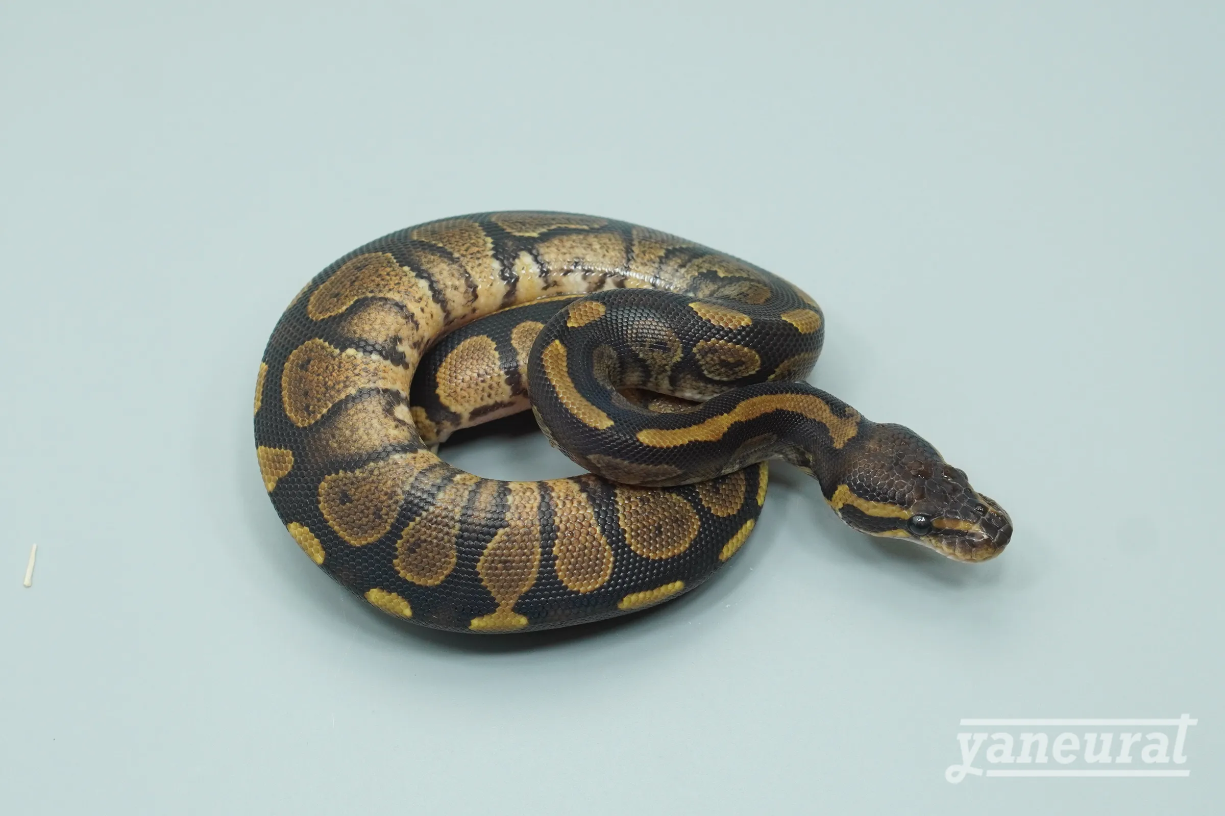 【s13881】ボールパイソン マホガニー 01