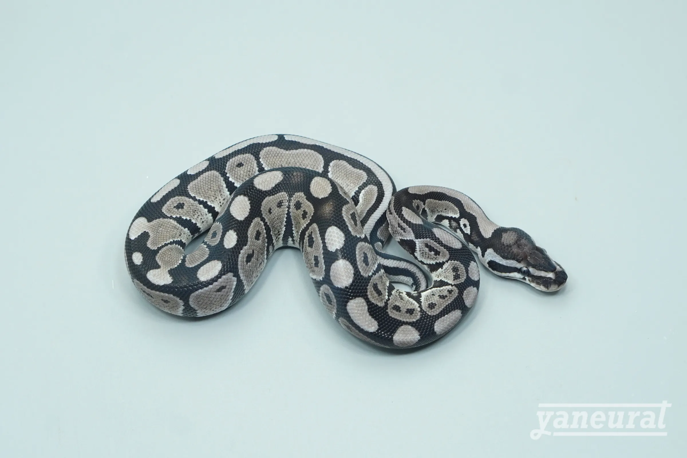 【s13781】ボールパイソン VPIアザンティック 01