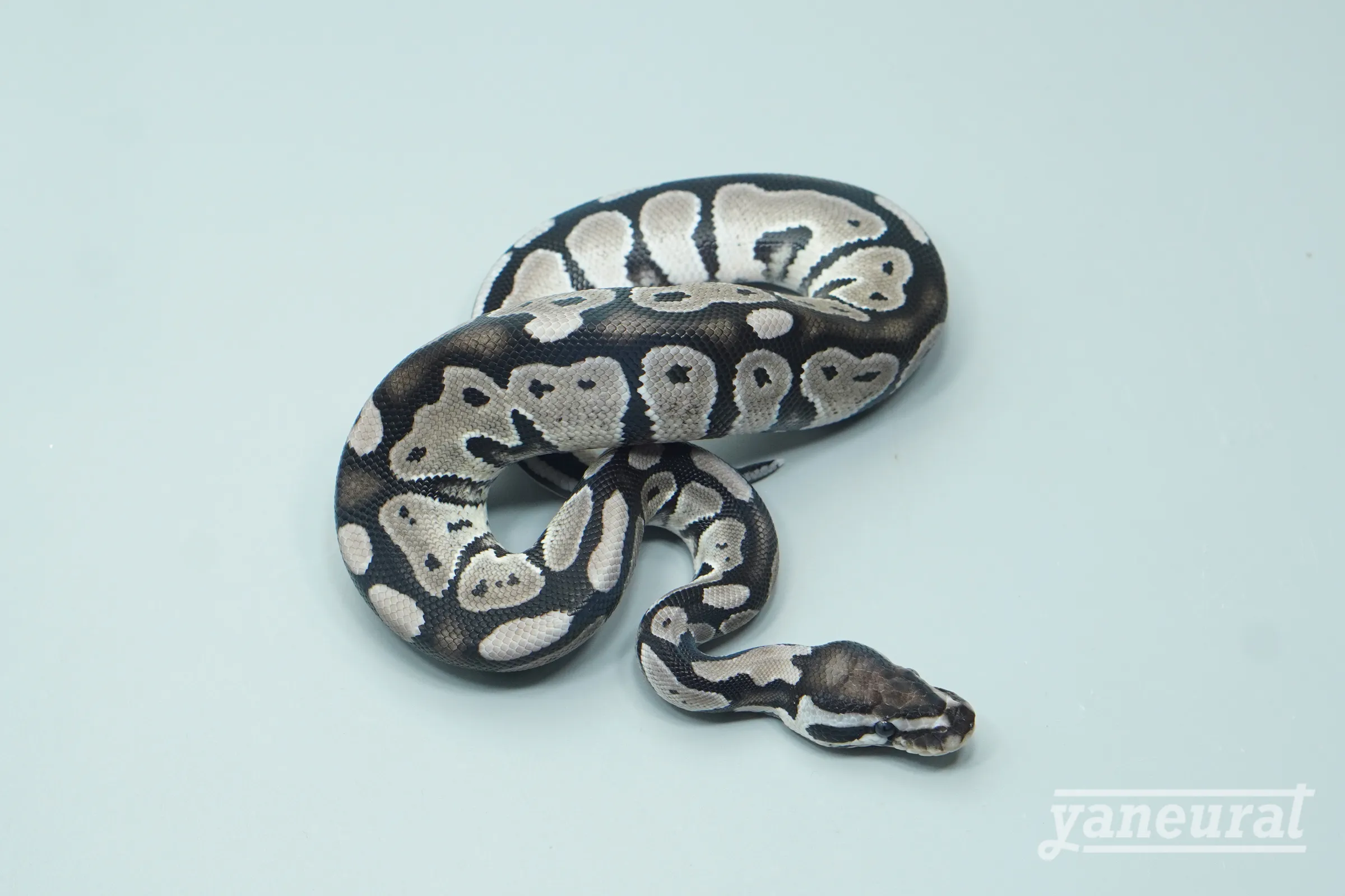 【s13791】ボールパイソン VPIアザンティック 01