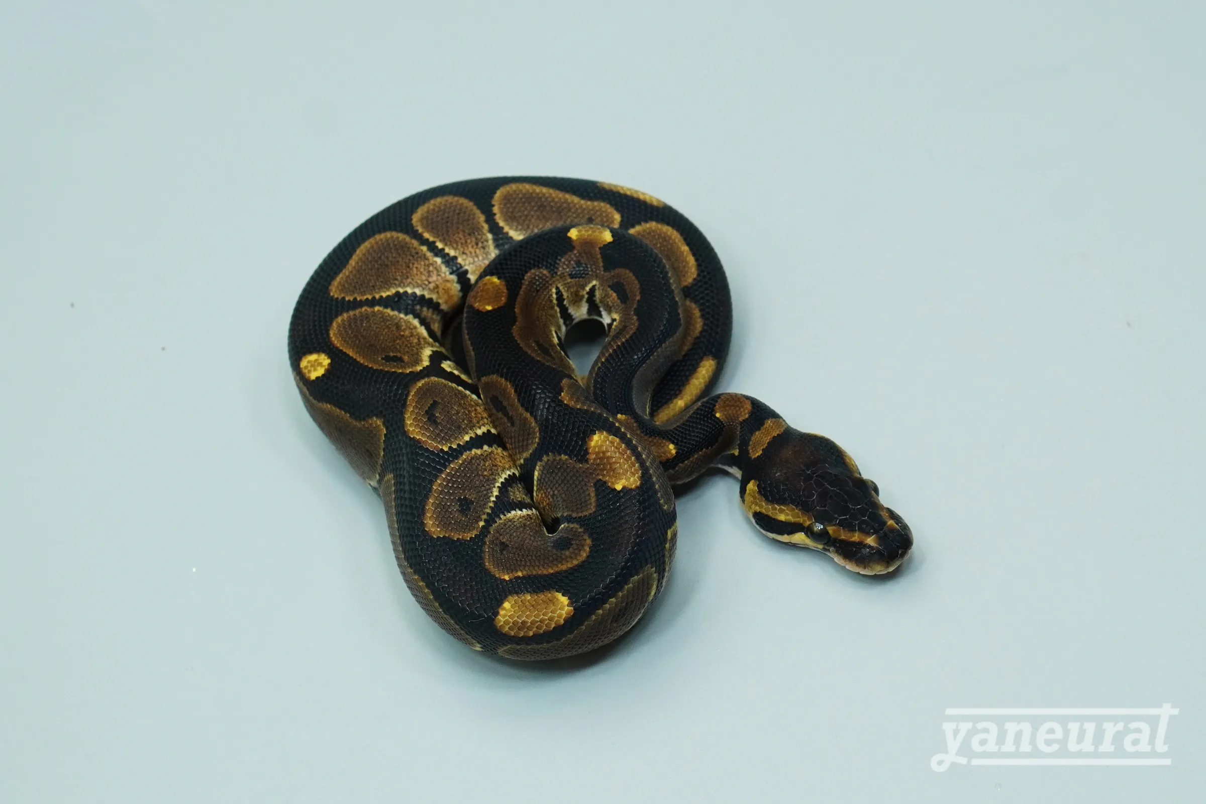 【s13931】ボールパイソン ボンゴ 01