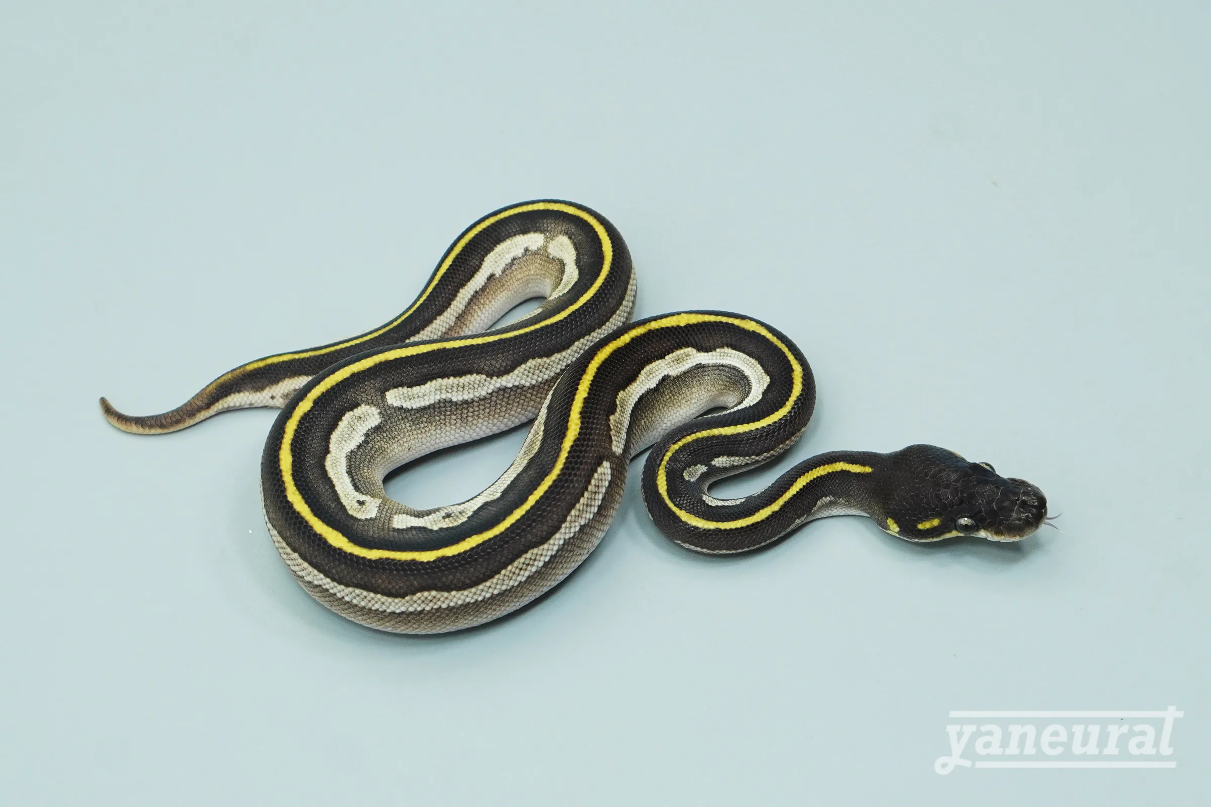 【s13942】ボールパイソン モハべボンゴ 01