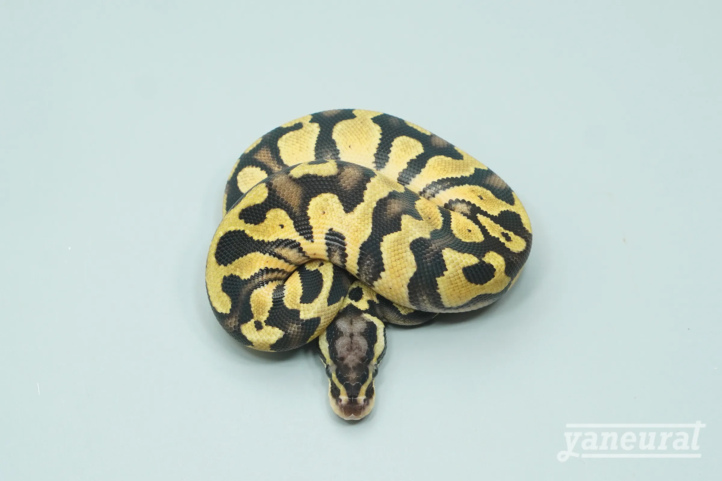 【s13981】ボールパイソン パステルエンチhetパイド、ゴースト 01