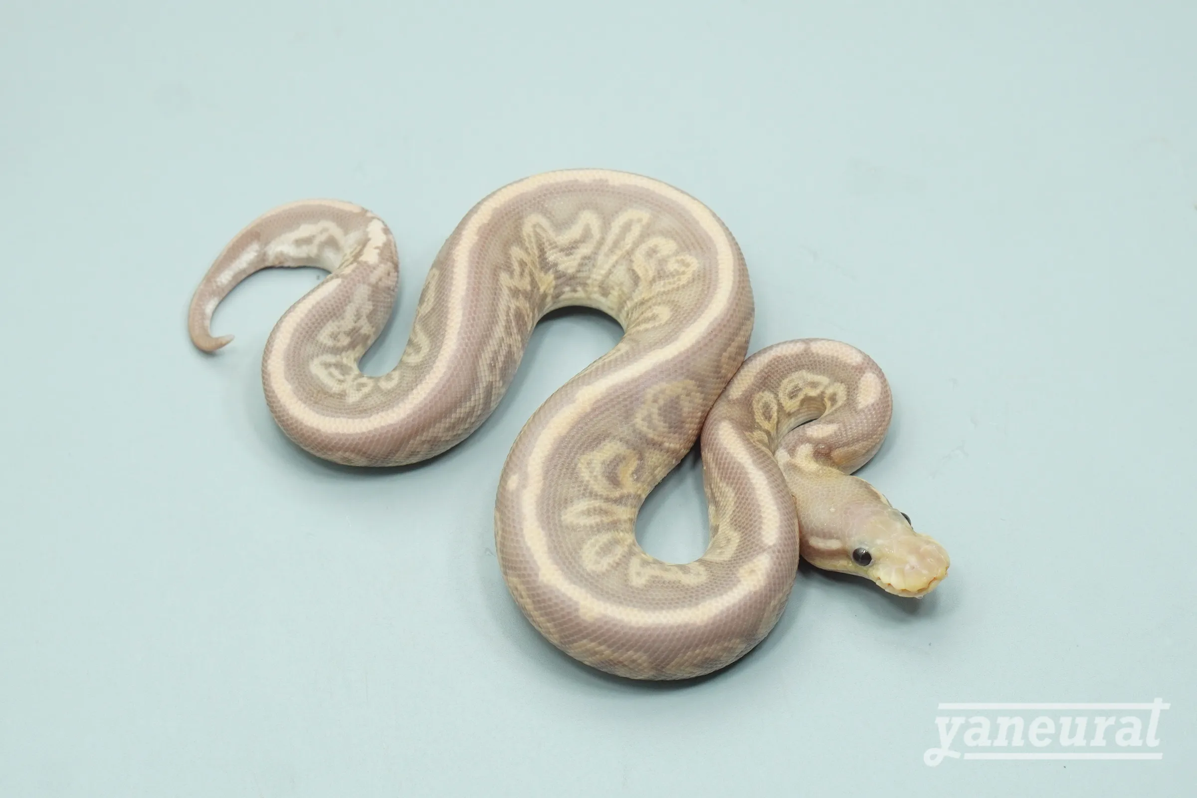 【s14021】ボールパイソン バナナオニキス 01