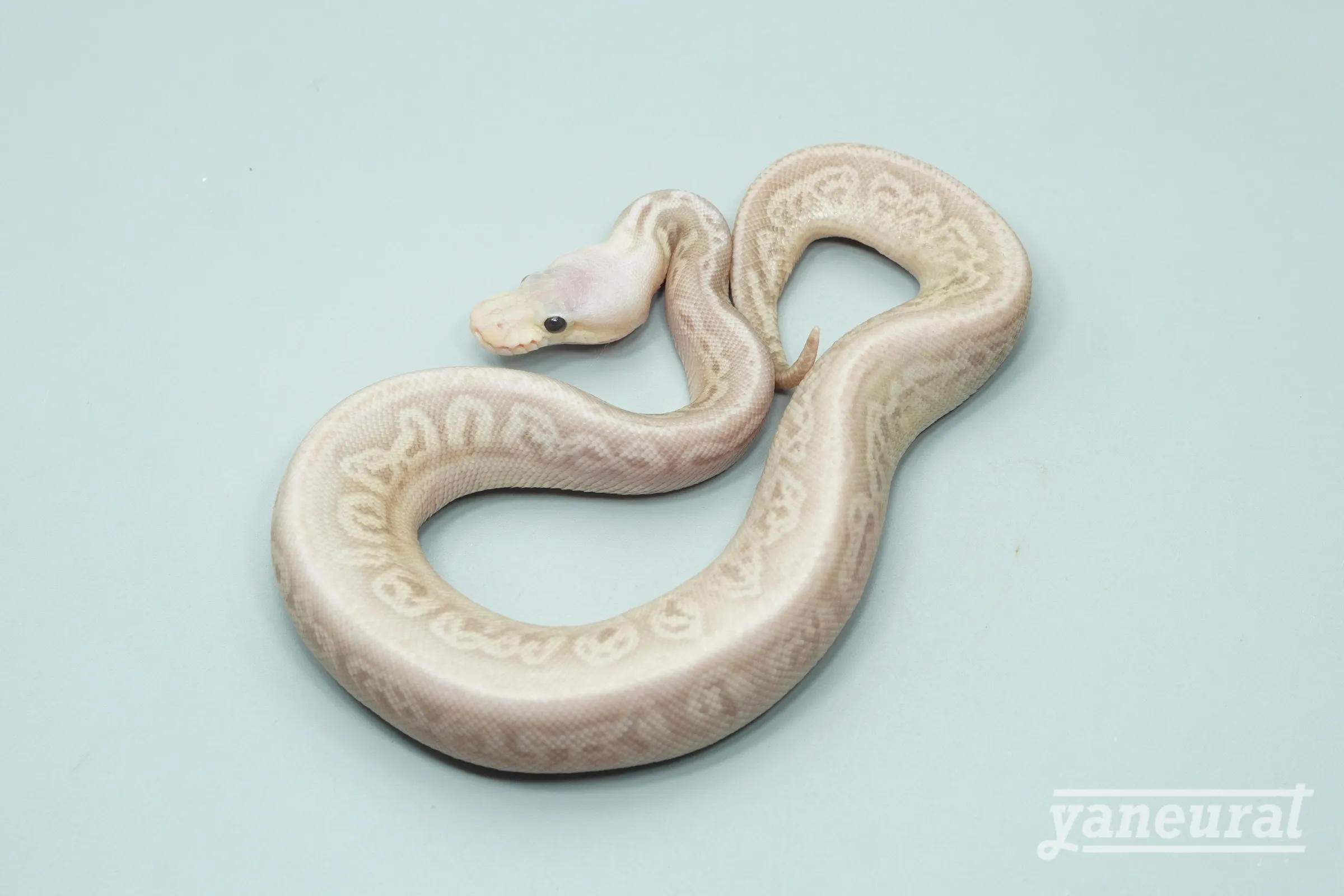 【s14031】ボールパイソン パステルバナナオニキス 01