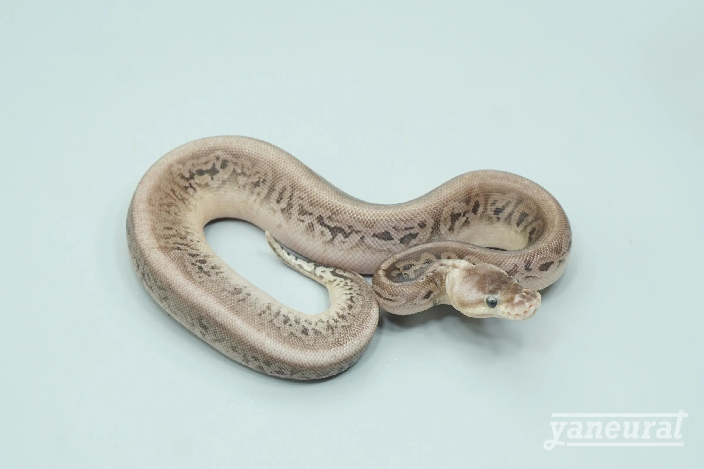 【s14042】ボールパイソン パステルオニキス 01