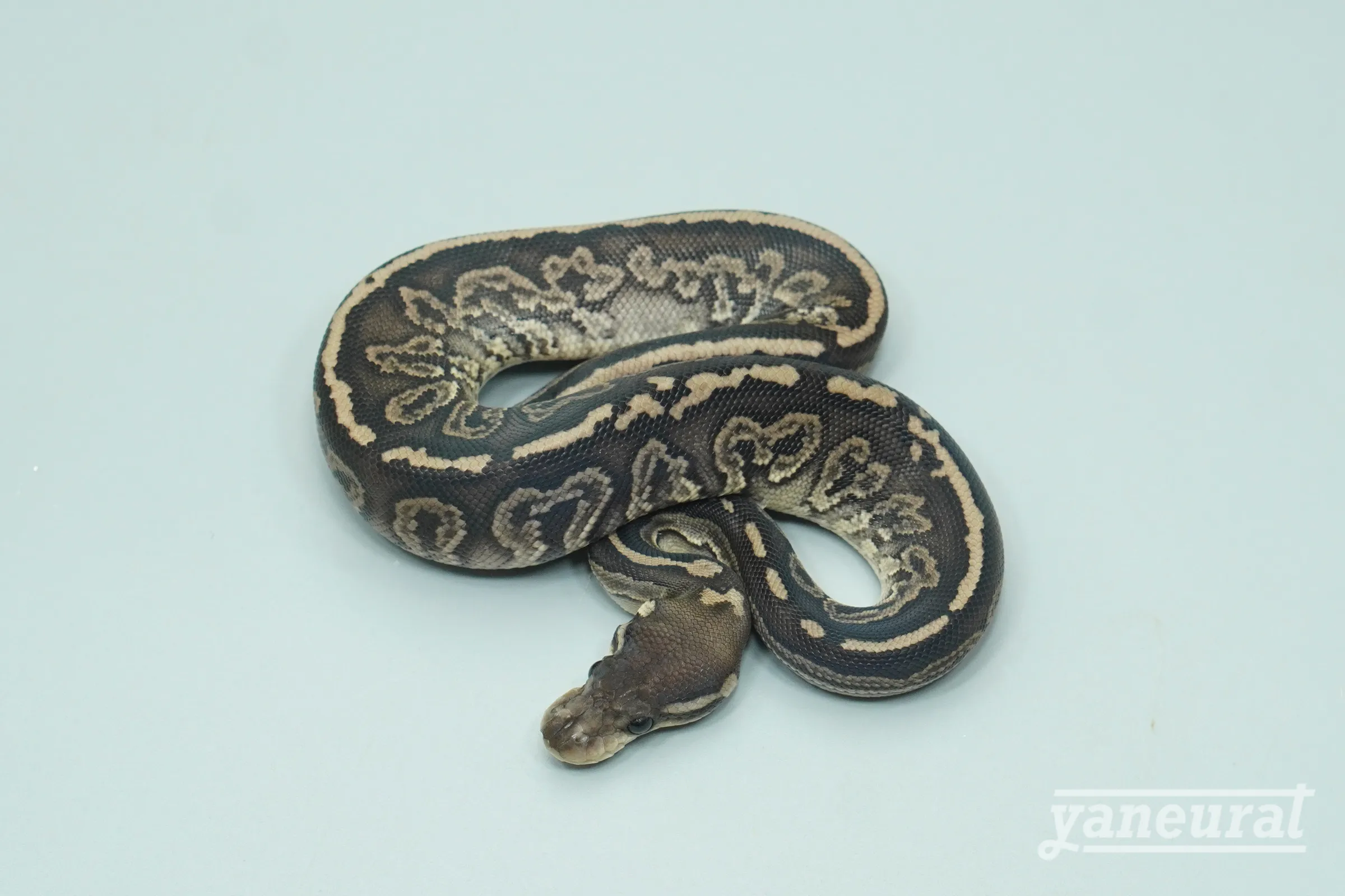 【s14052】ボールパイソン オニキス 01