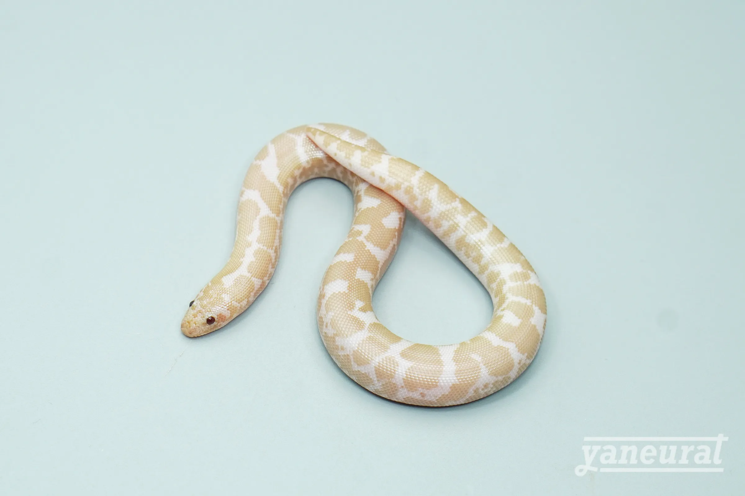 【s14071】ケニアサンドボア スノー 01