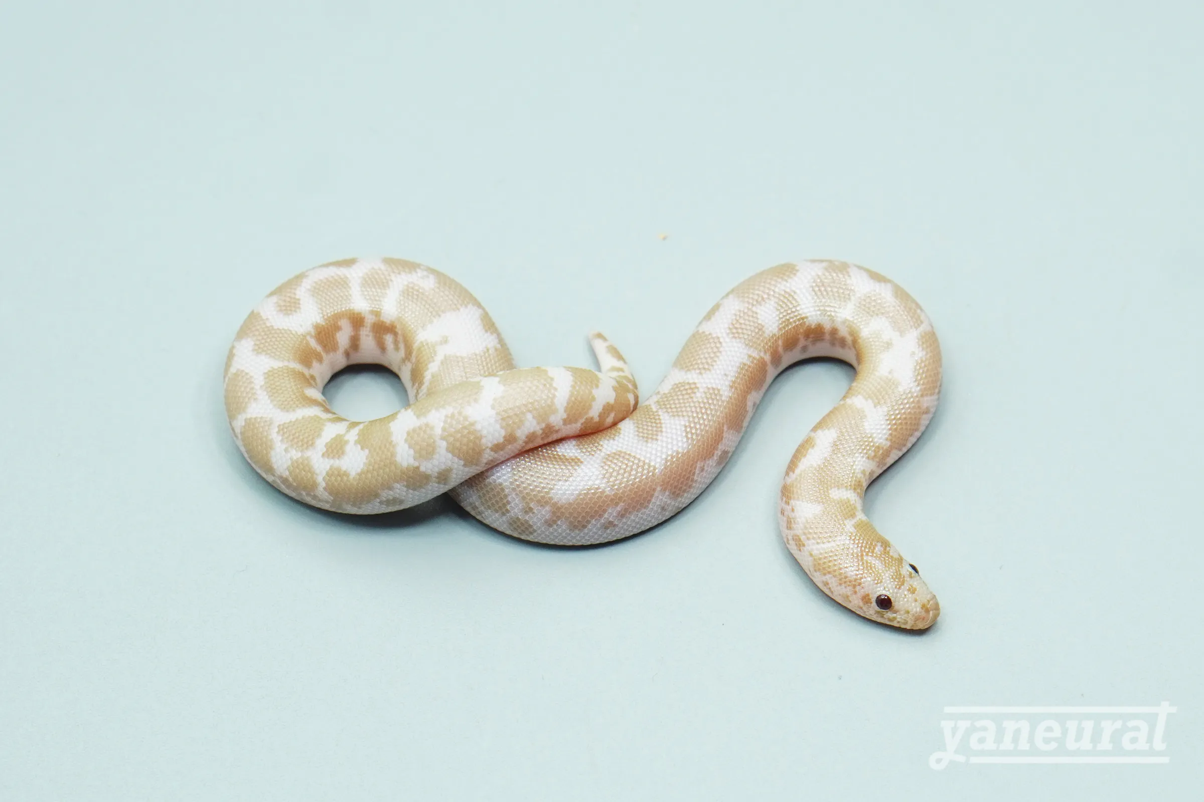 【s14082】ケニアサンドボア スノー 01