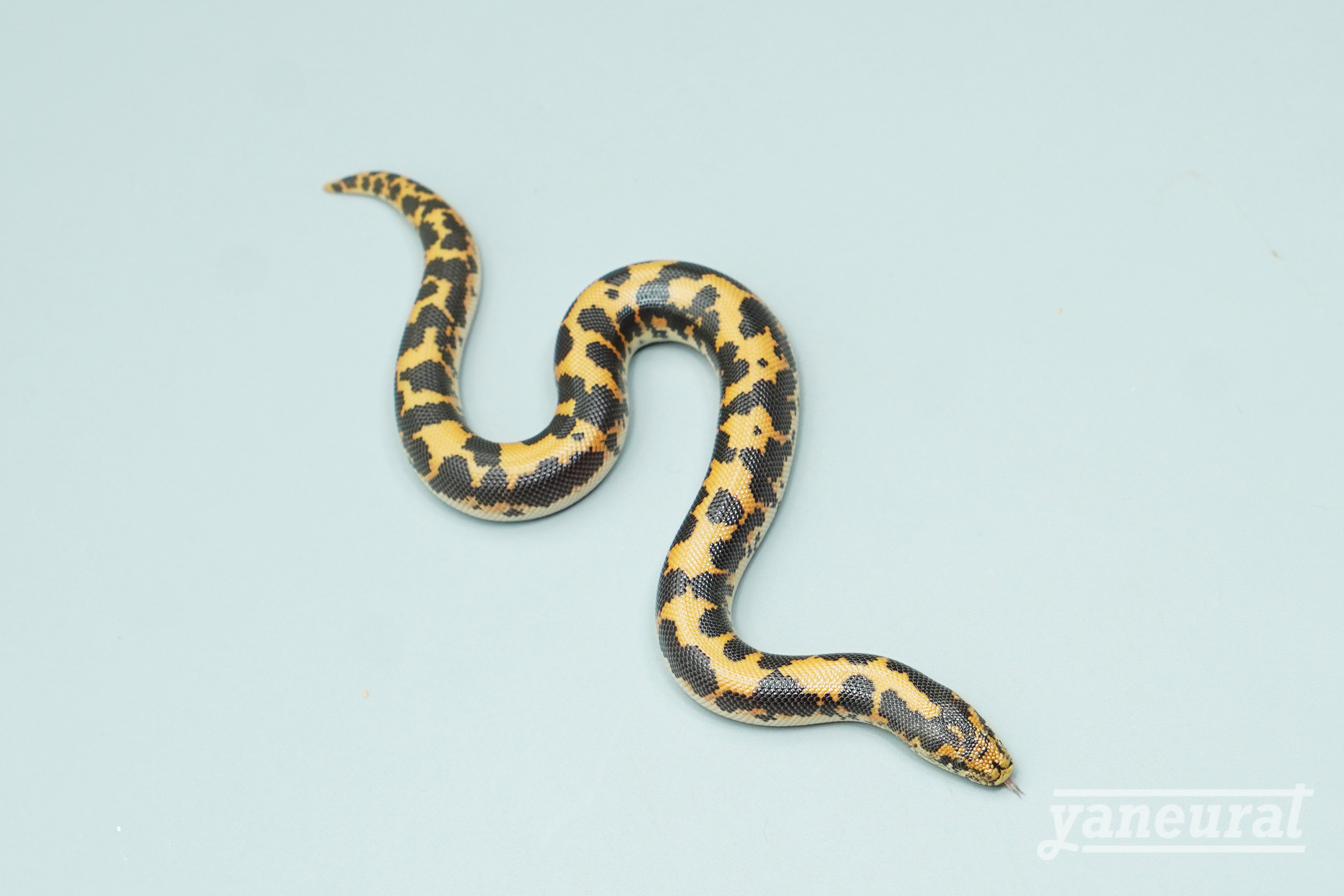 【s14102】ケニアサンドボア ノーマルhet.スノー(アルビノ、アネリ) 01