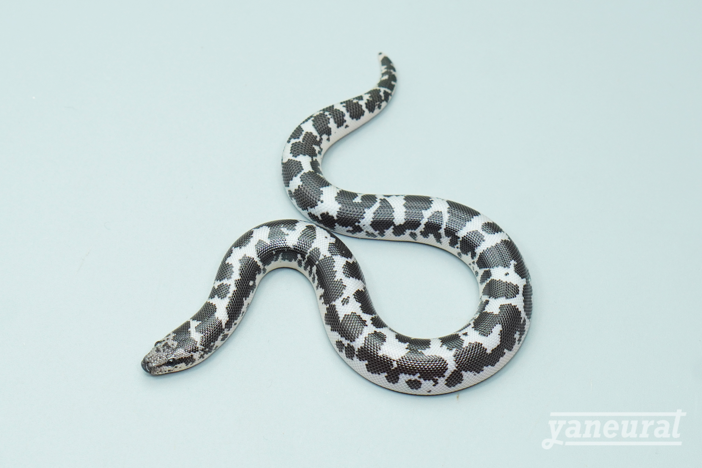 【s14112】ケニアサンドボア アネリhet.アルビノ 01