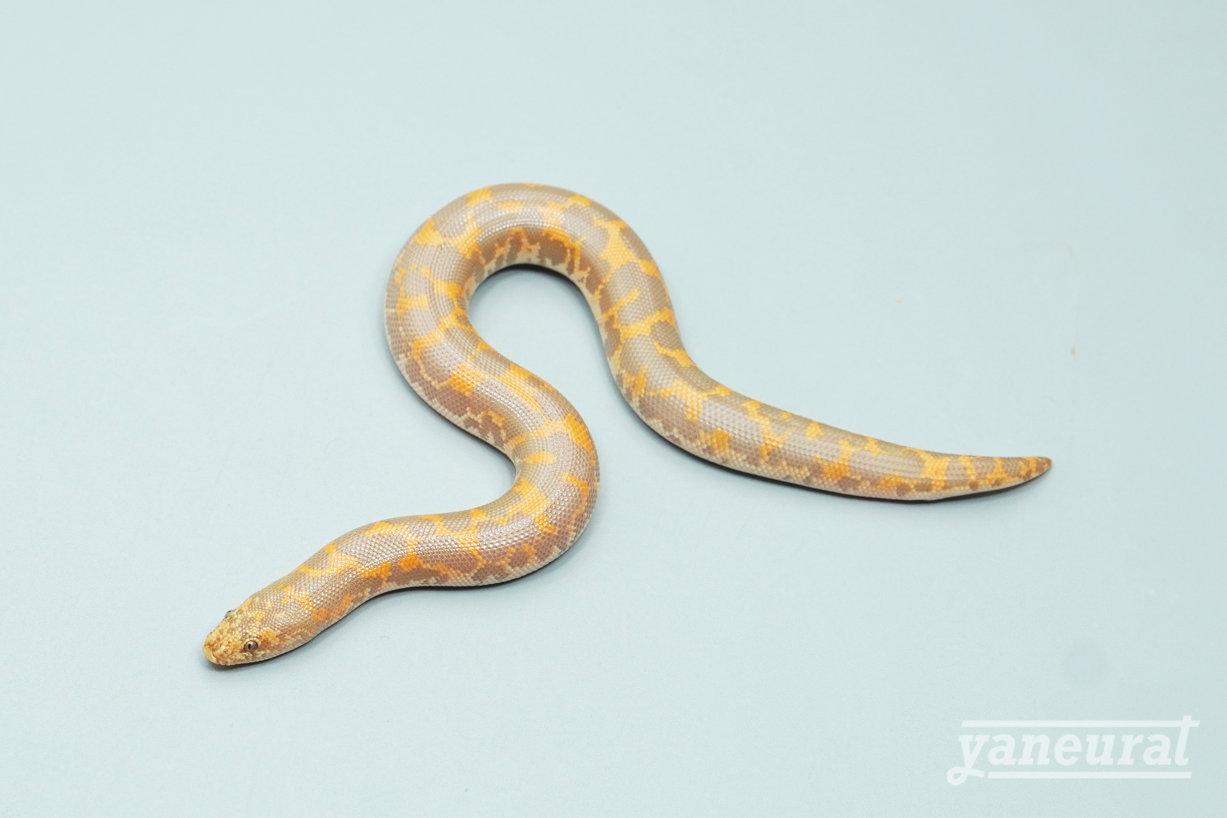 【s14121】ケニアサンドボア アルビノhet.アネリ 01