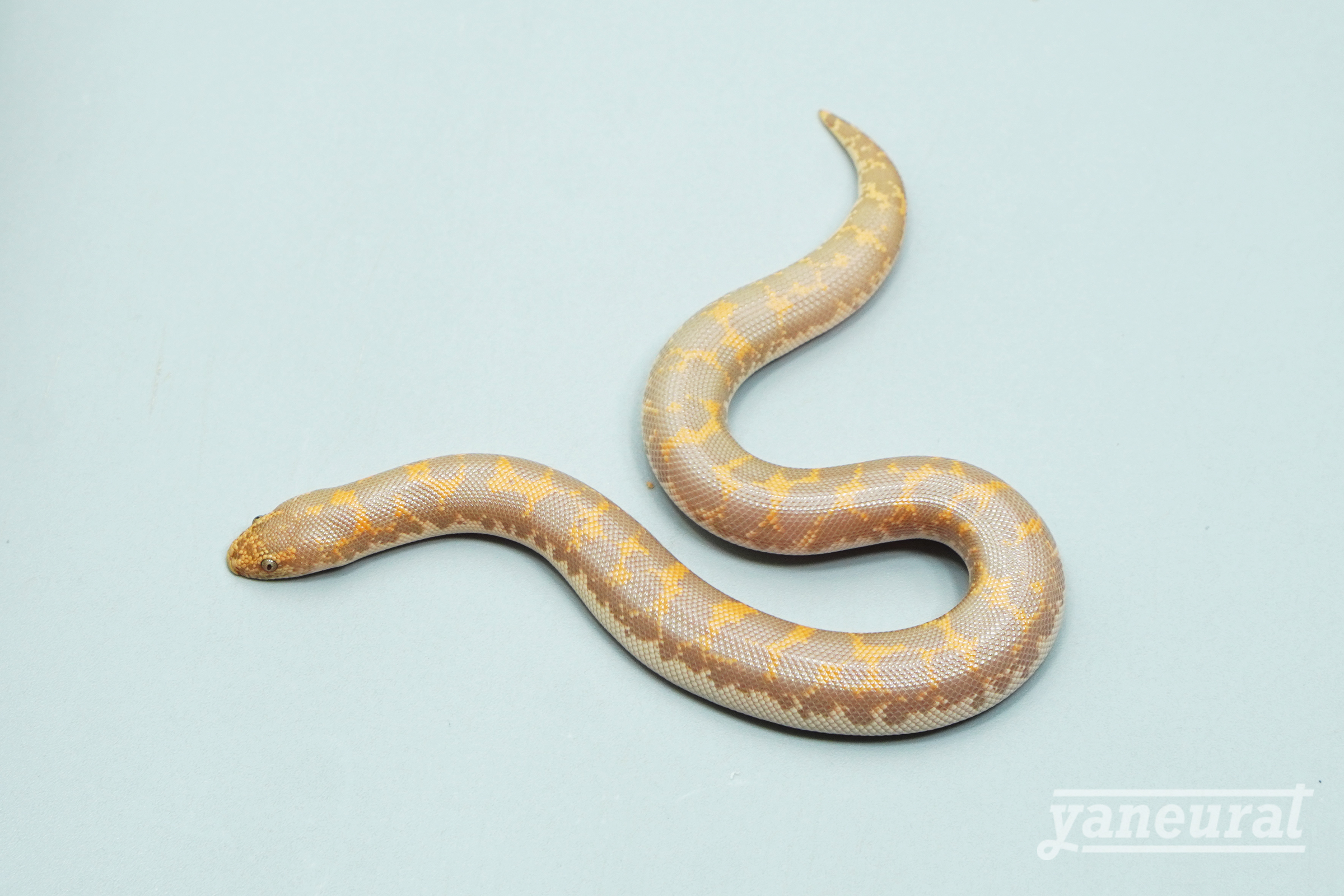 【s14132】ケニアサンドボア アルビノhet.アネリ 01