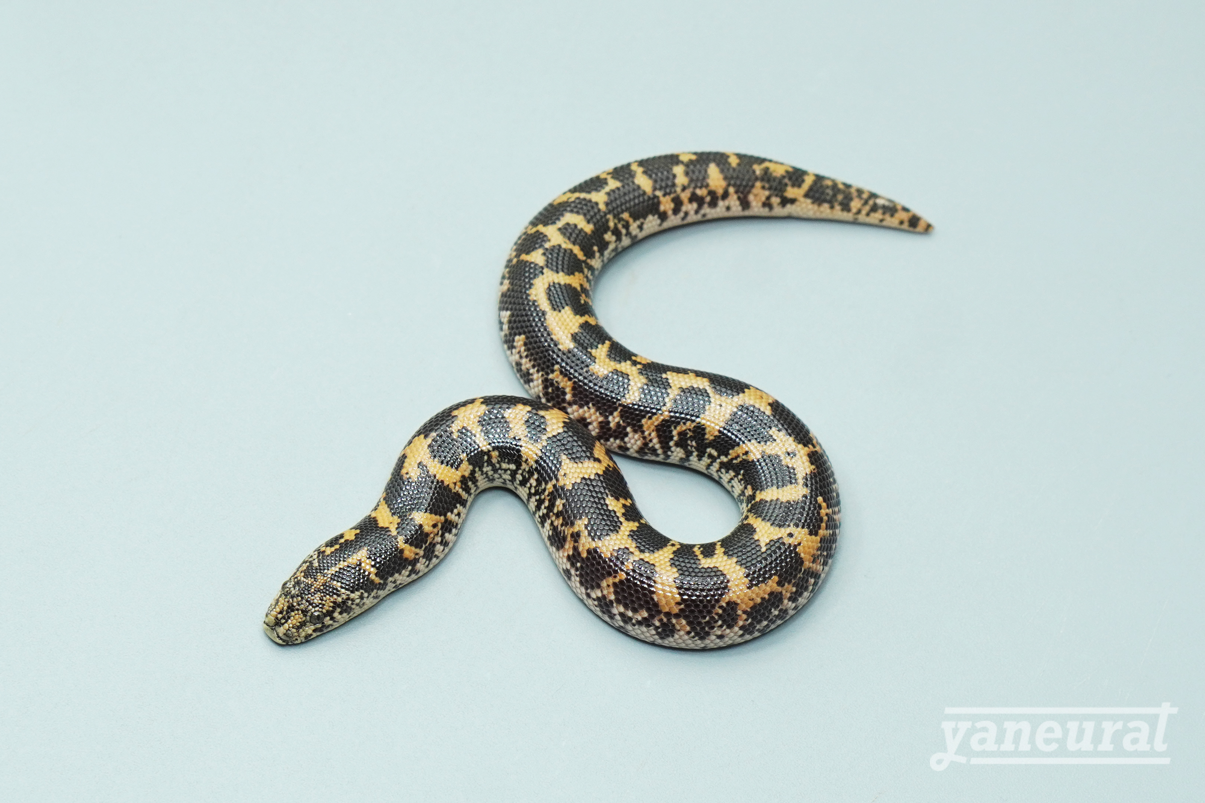 【s14141】ケニアサンドボア ノーマルhet.スノー(アルビノ、アネリ) 01