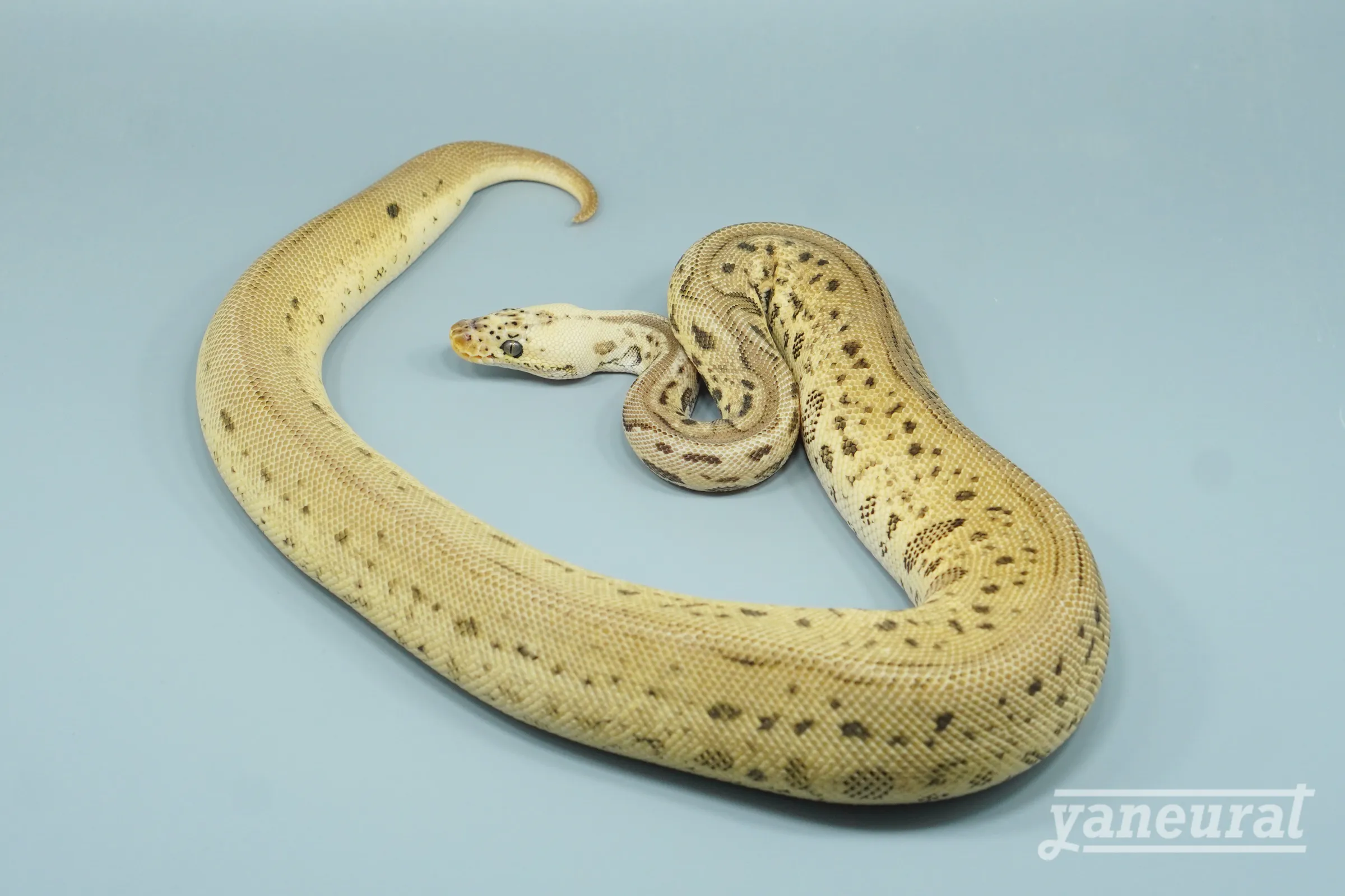 【s14162】ボールパイソン パステルレオパードコンフュージョンクラウン 01