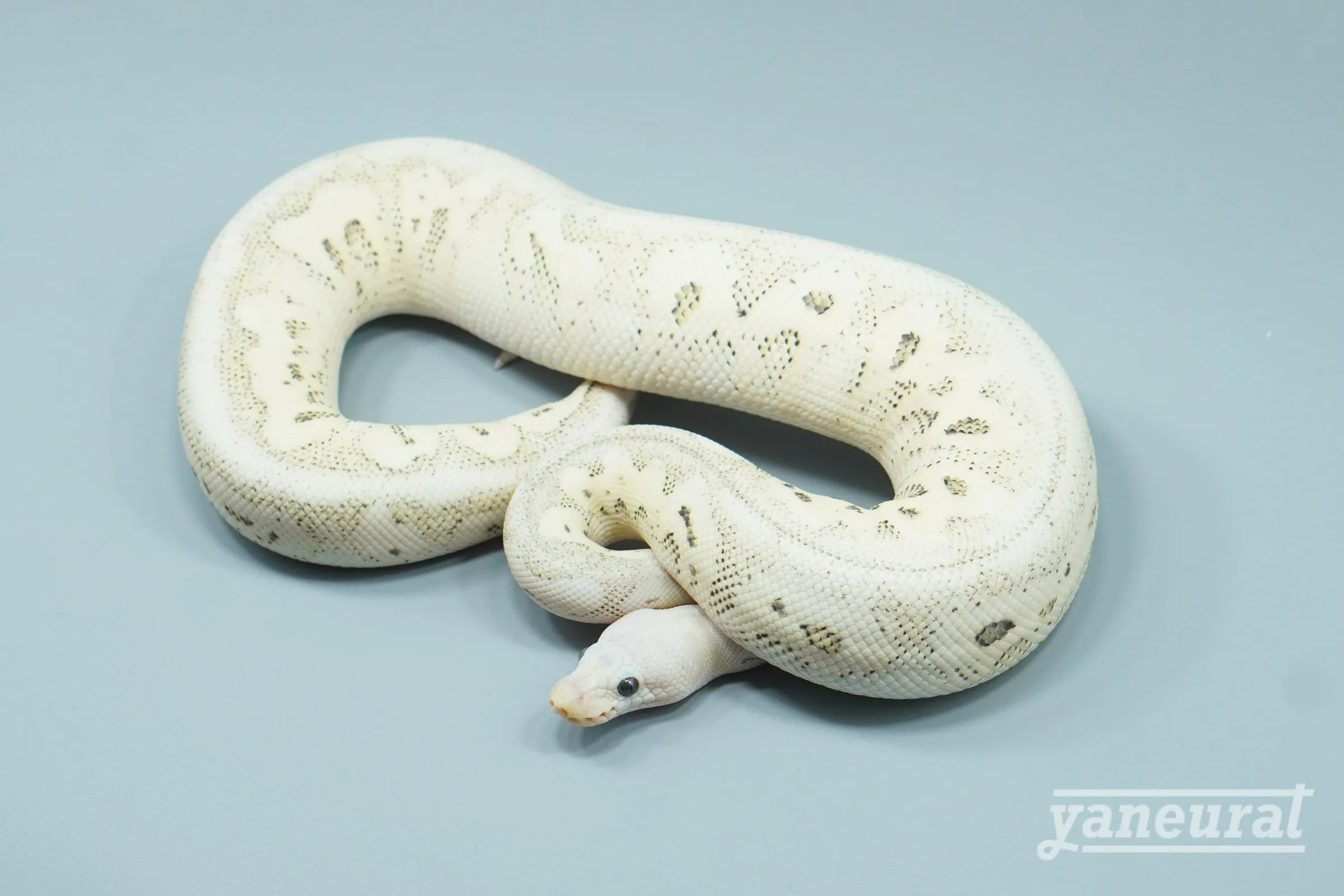 【s14182】ボールパイソン ブラックピューターデザートゴーストクラウン 01