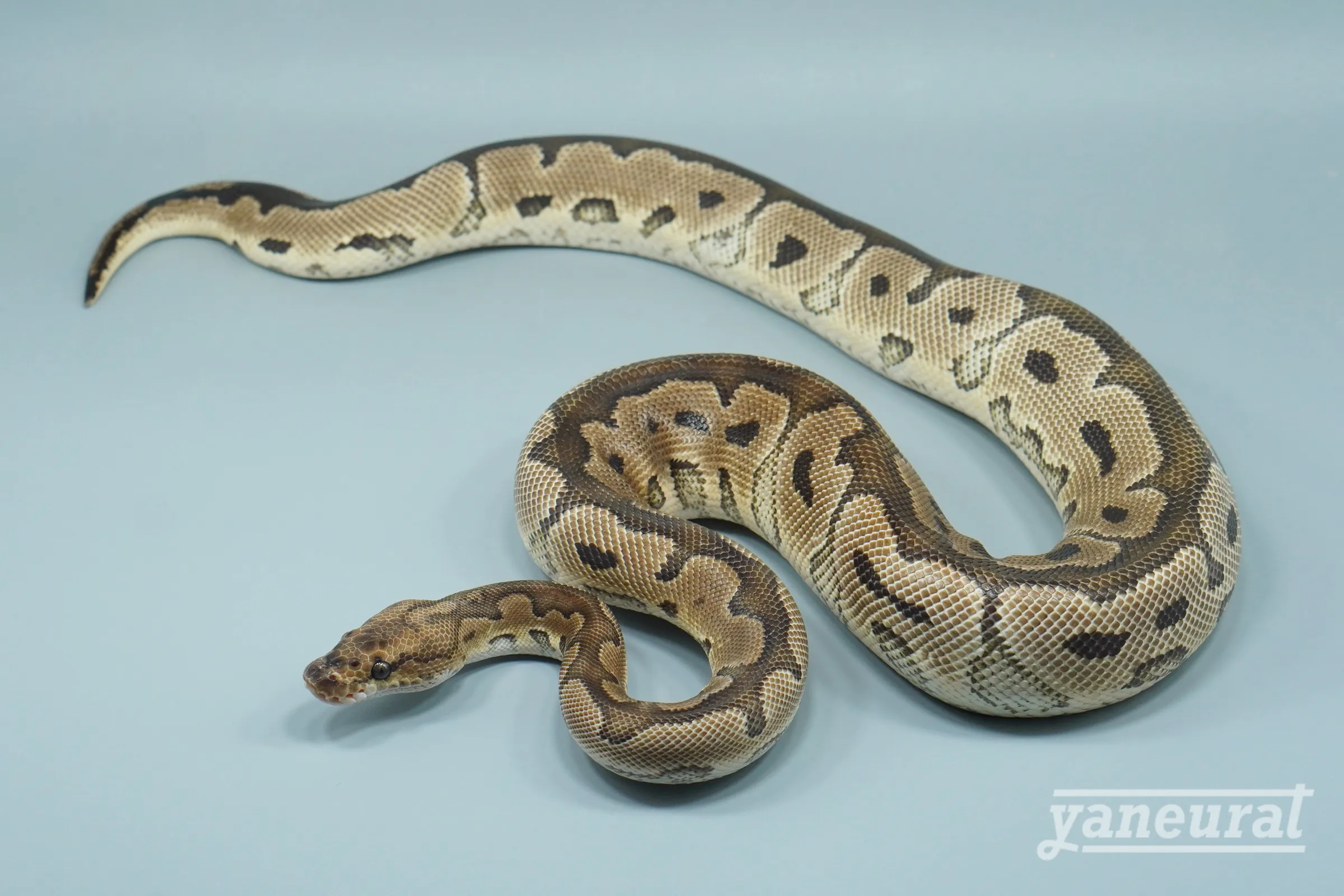 【s14192】ボールパイソン クラウンhet.ラベンダー 01