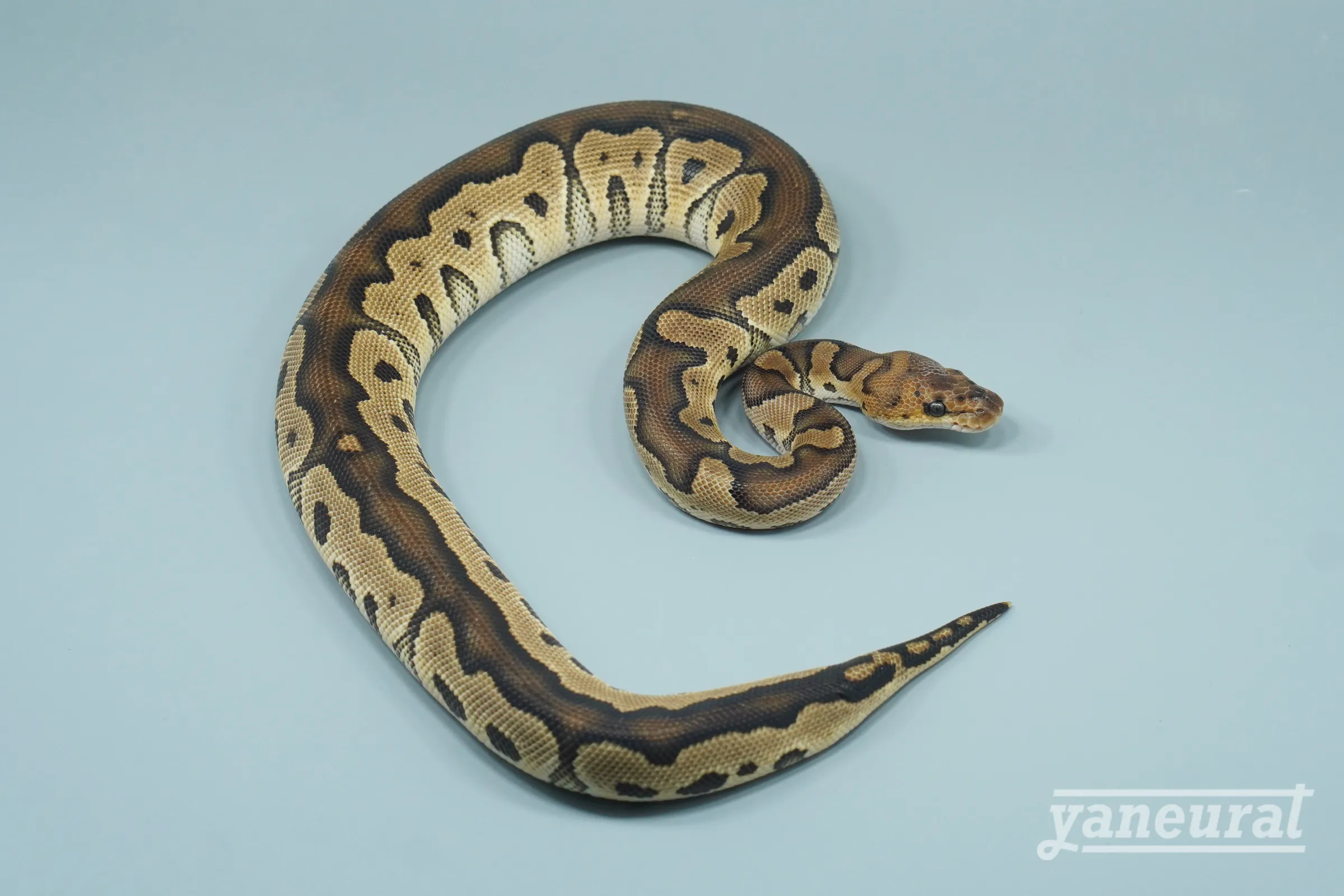 【s14212】ボールパイソン クラウン 01