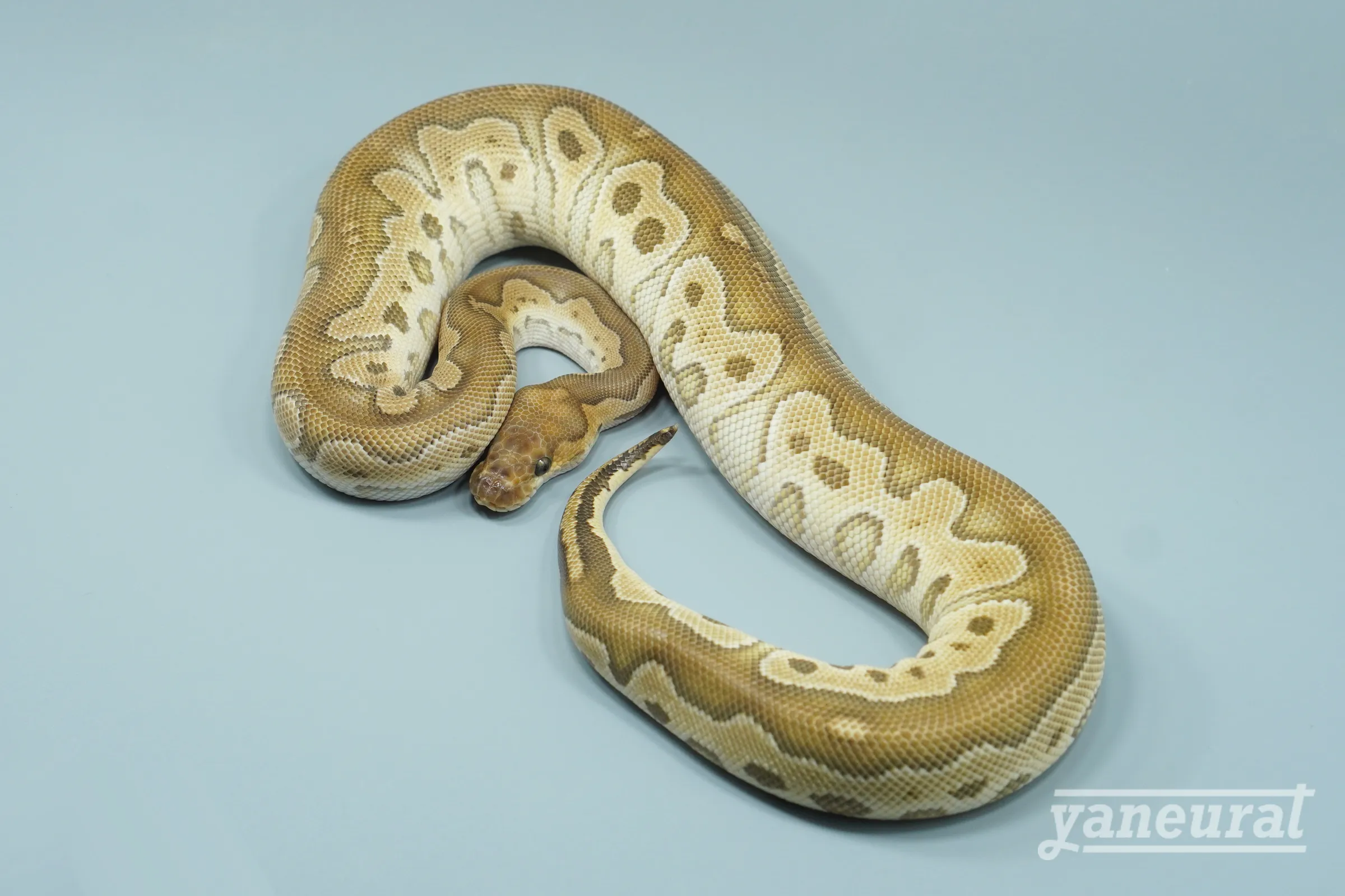 【s14202】ボールパイソン モハベレオパードクラウン 01