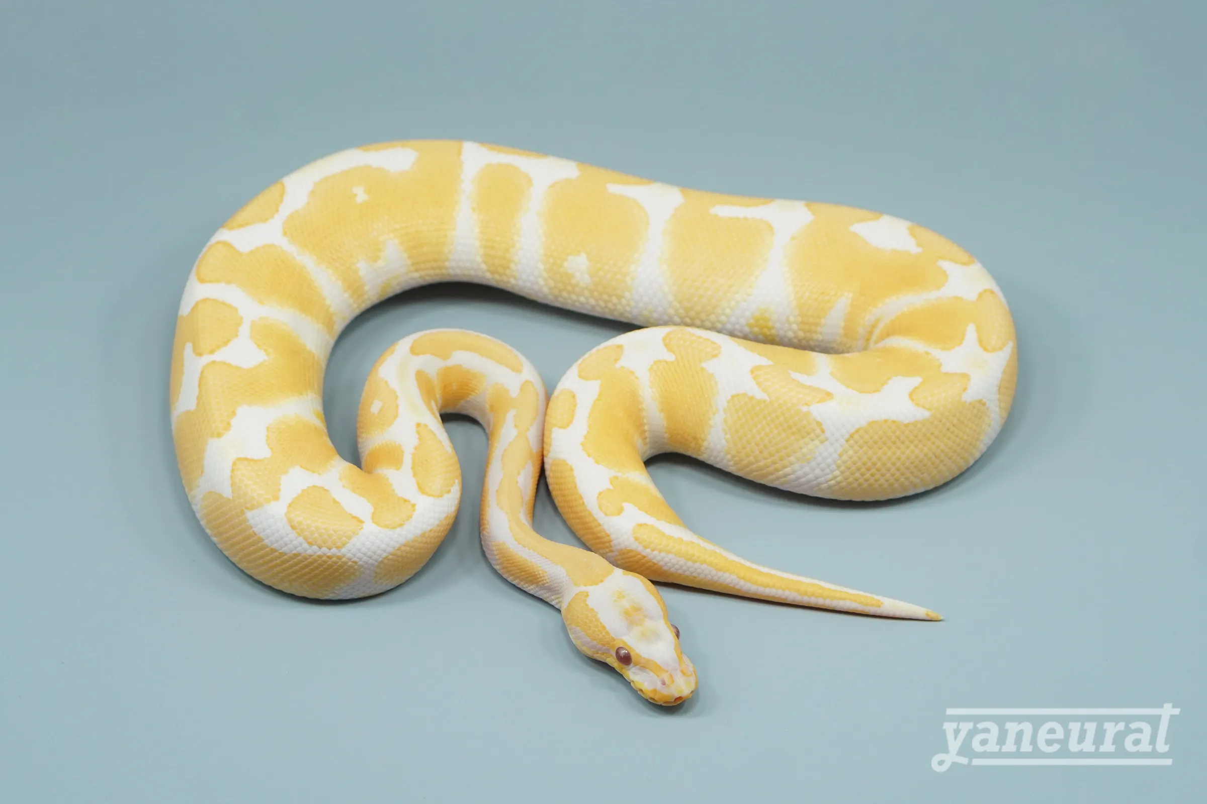 【s14222】ボールパイソン ブレイドイエローベリーラベンダーhet.クラウン 01