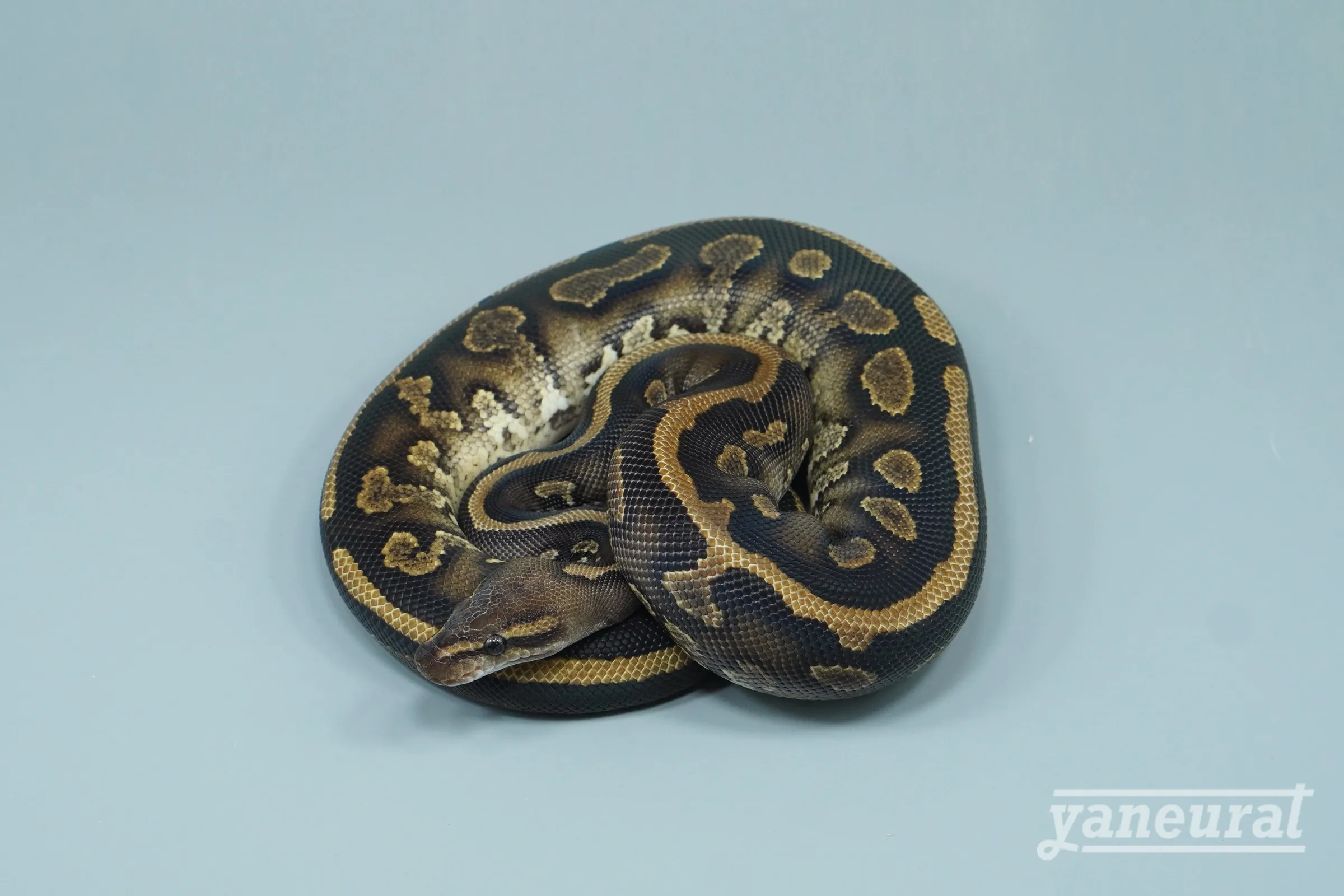 【s14232】ボールパイソン マホガニーイエローベリーhet.パイ 01