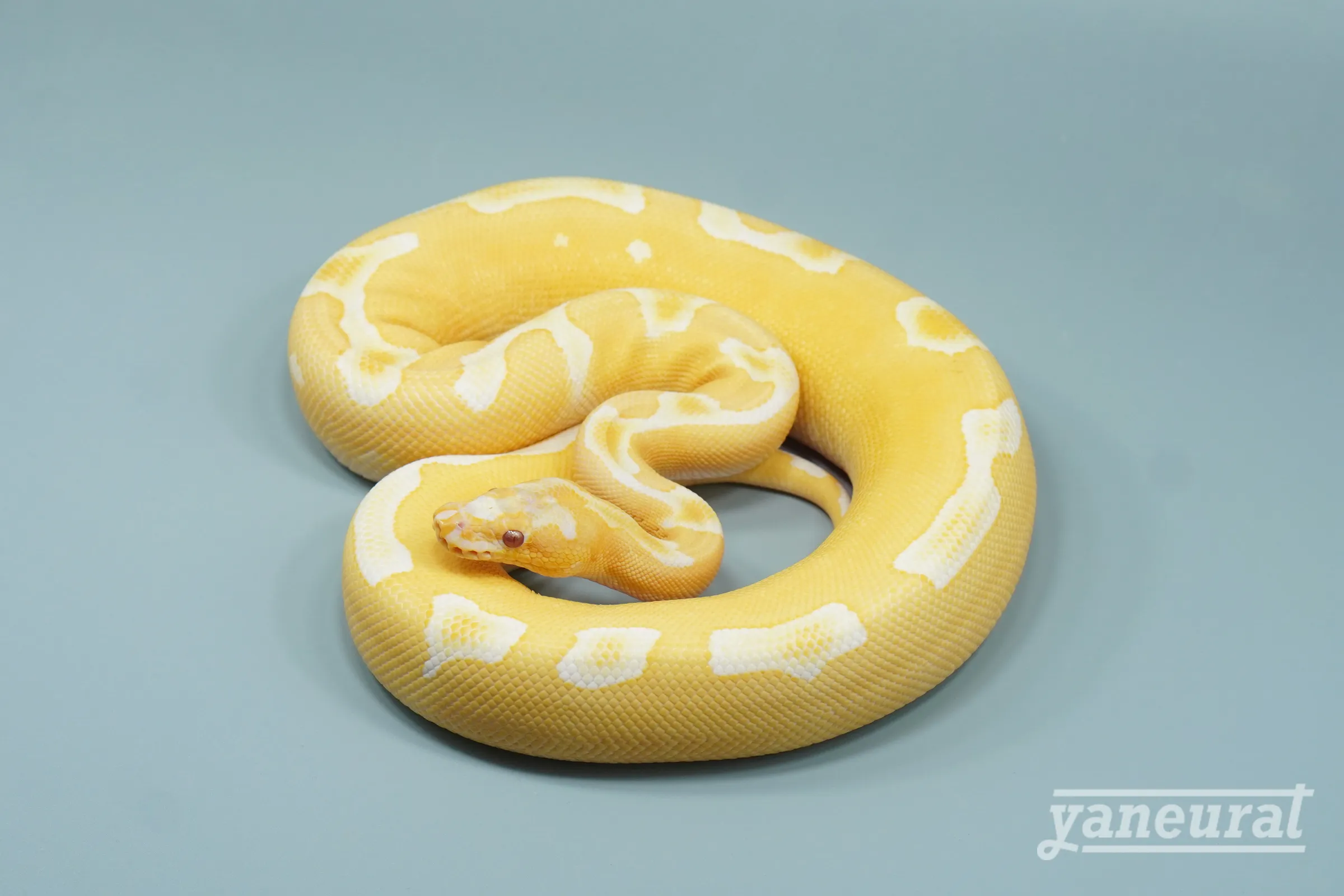 【s14242】ボールパイソン ブレイドイエローベリーグレイル 01