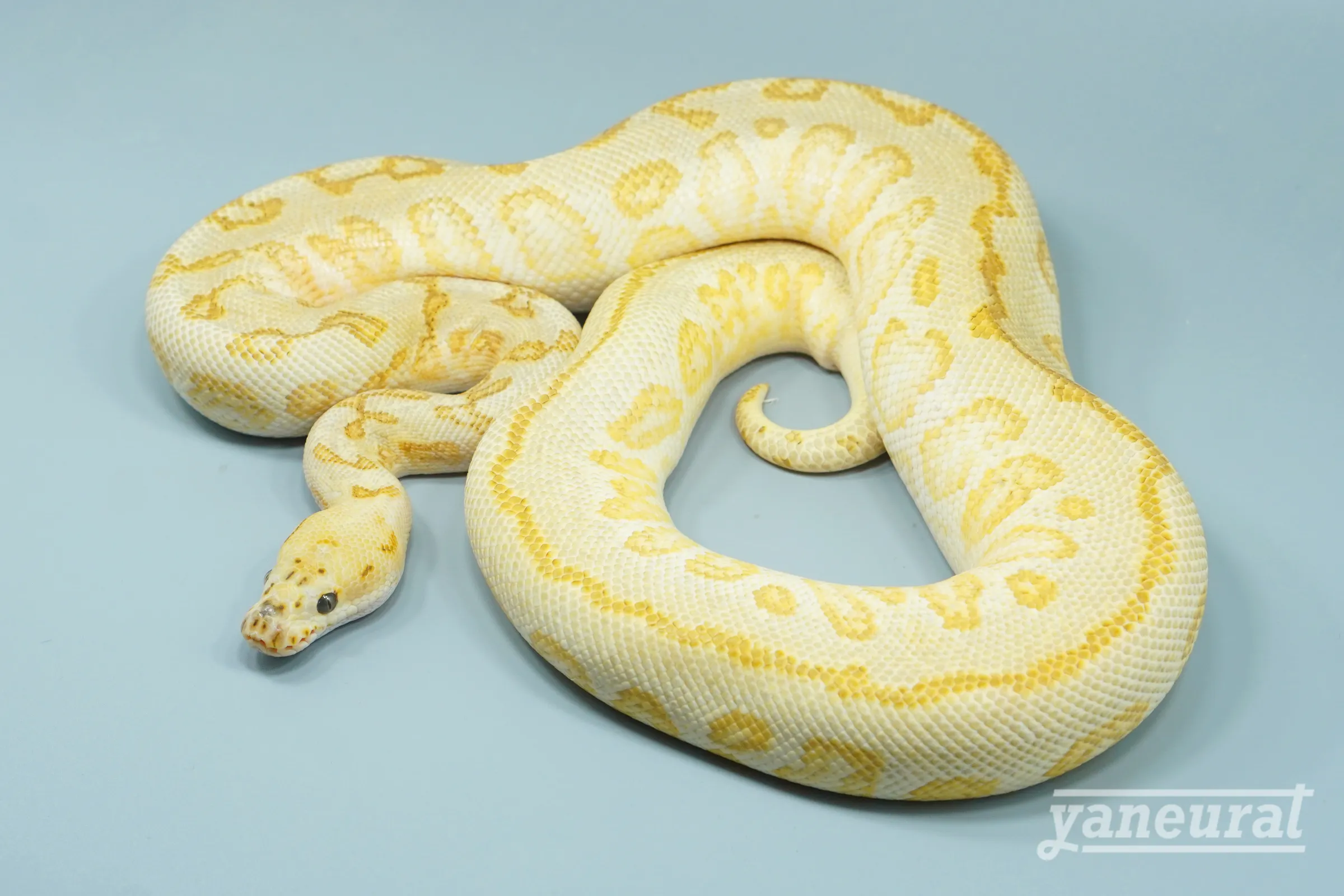 【s14252】ボールパイソン ハリケーンスペシャルスポットノーズエンチピンストライプイエローベリークラウン 01