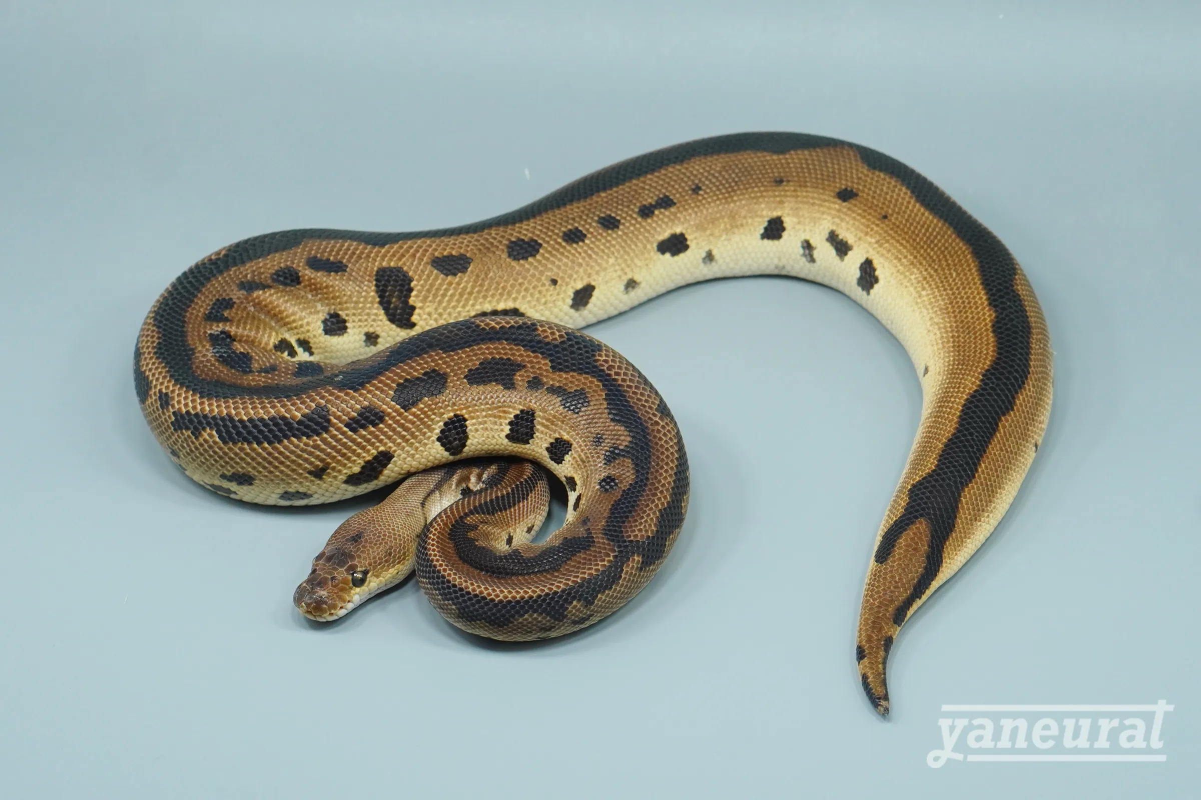 【s14262】ボールパイソン レッドヘッドバッドマン 01