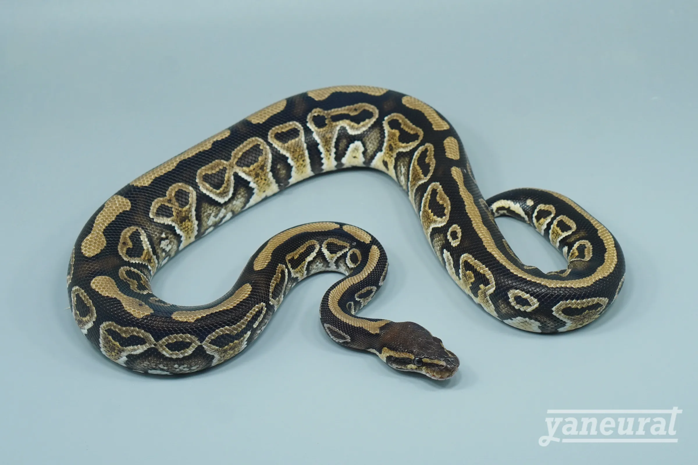 【s14272】ボールパイソン ハリケーンhet.クラウン 01