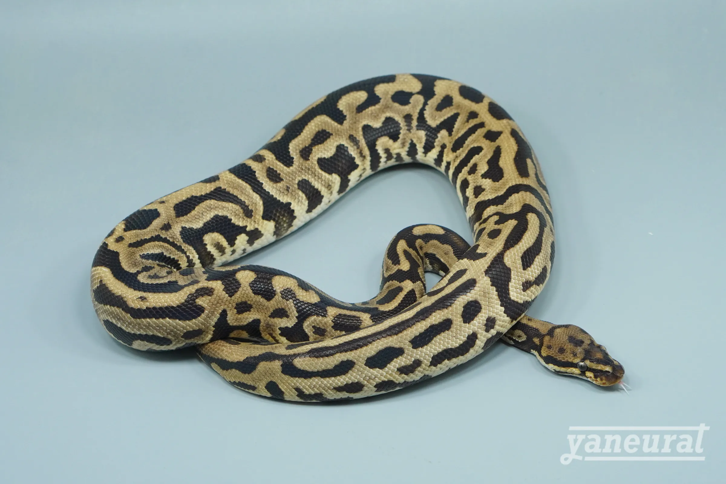 【s14292】ボールパイソン レオパードスポットノーズイエローベリーhet.グレイル50%het.パイド 01