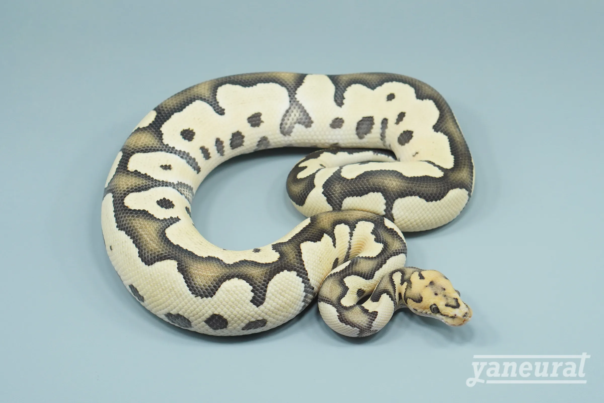 【s14301】ボールパイソン デザートゴーストクラウン 01